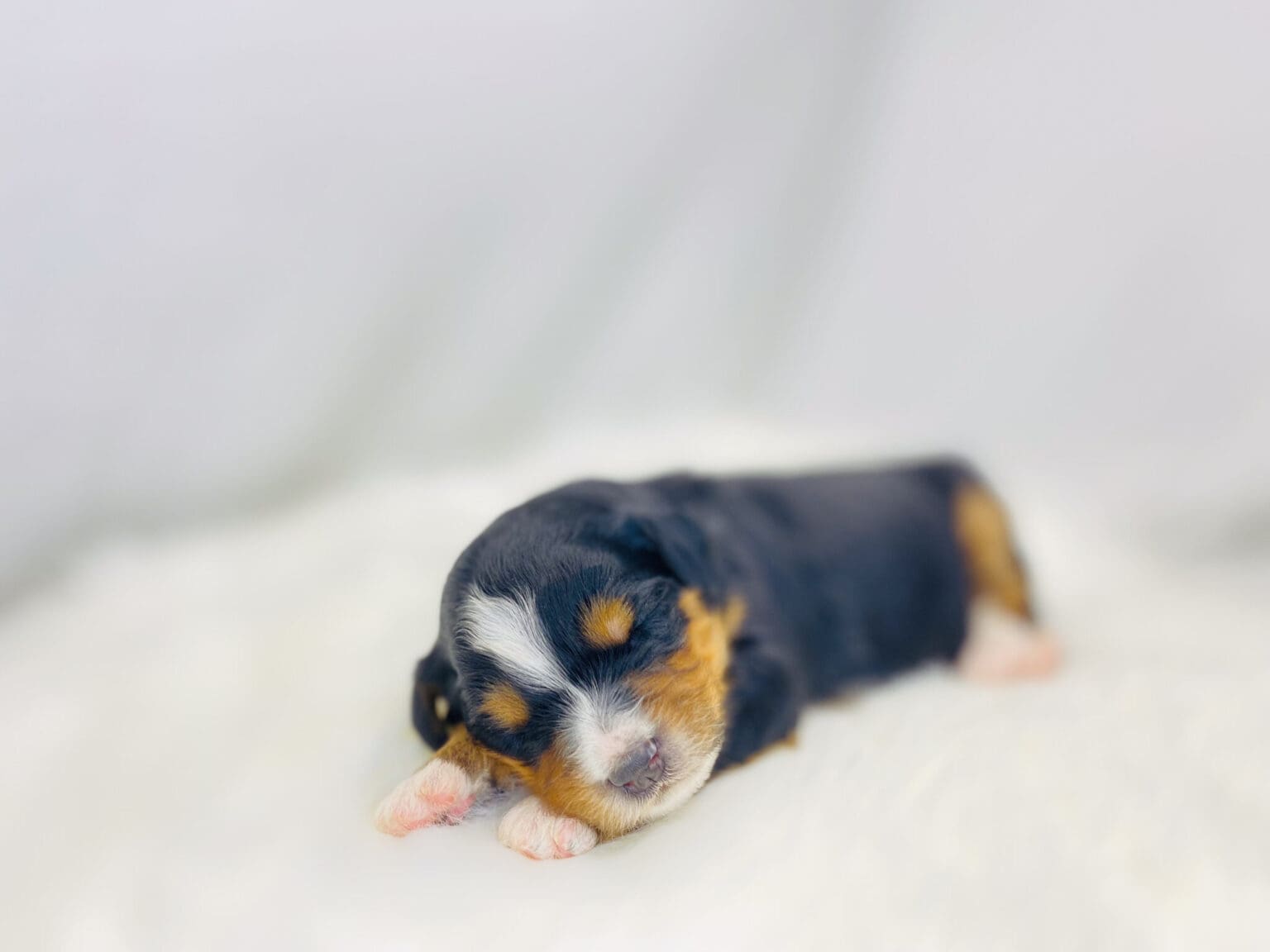I am just a tiny baby and would love to join your family soon! Of course, you can’t see how cute and curly I will be when I get older, so the Dog Club will send updated photos when I am about 6 to 7 weeks old, if you choose to adopt me. Infant puppy deposits are refundable or transferrable.
