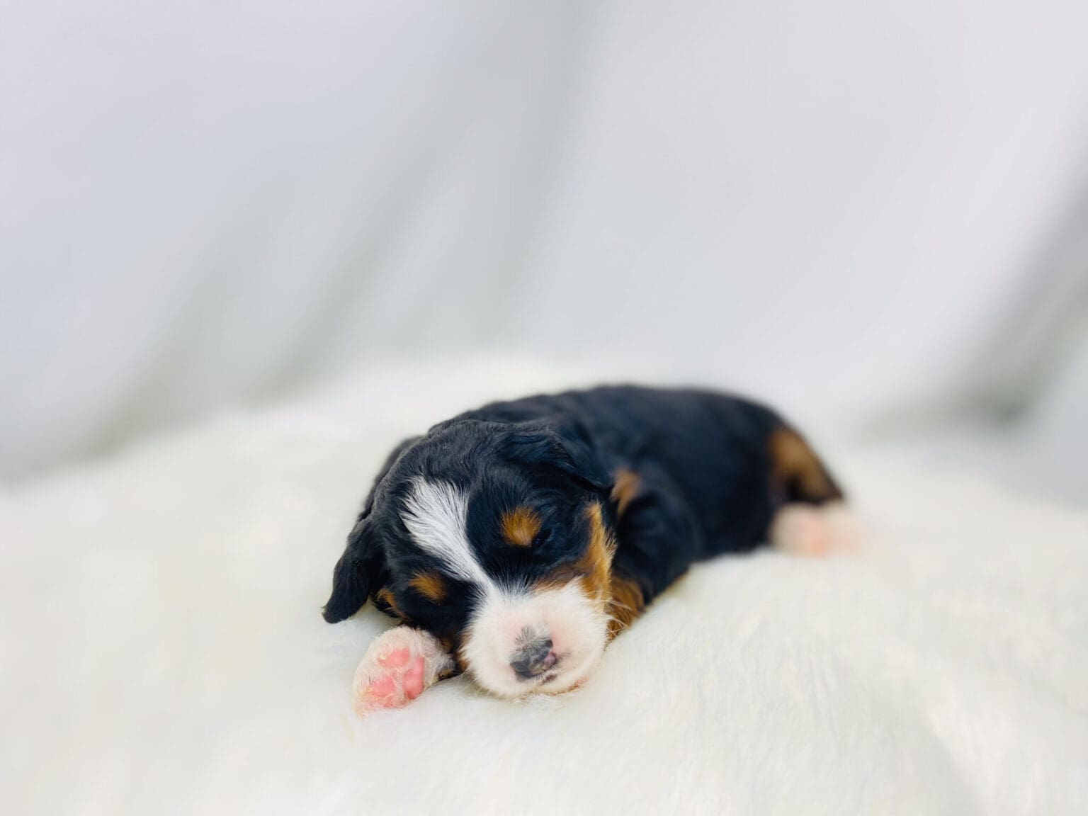 I am just a tiny baby and would love to join your family soon! Of course, you can’t see how cute and curly I will be when I get older, so the Dog Club will send updated photos when I am about 6 to 7 weeks old, if you choose to adopt me. Infant puppy deposits are refundable or transferrable.