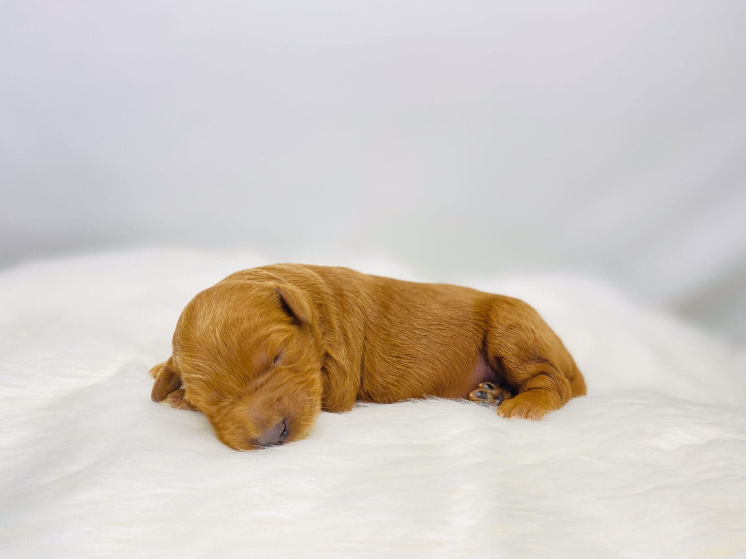 I am just a tiny baby and would love to join your family soon! Of course, you can’t see how cute and curly I will be when I get older, so the Dog Club will send updated photos when I am about 6 to 7 weeks old, if you choose to adopt me. Infant puppy deposits are refundable or transferrable.