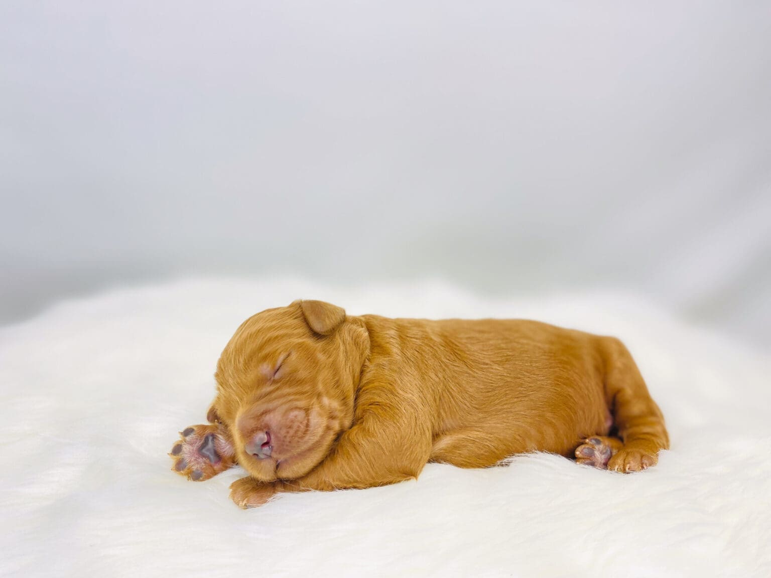 I am just a tiny baby and would love to join your family soon! Of course, you can’t see how cute and curly I will be when I get older, so the Dog Club will send updated photos when I am about 6 to 7 weeks old, if you choose to adopt me. Infant puppy deposits are refundable or transferrable.