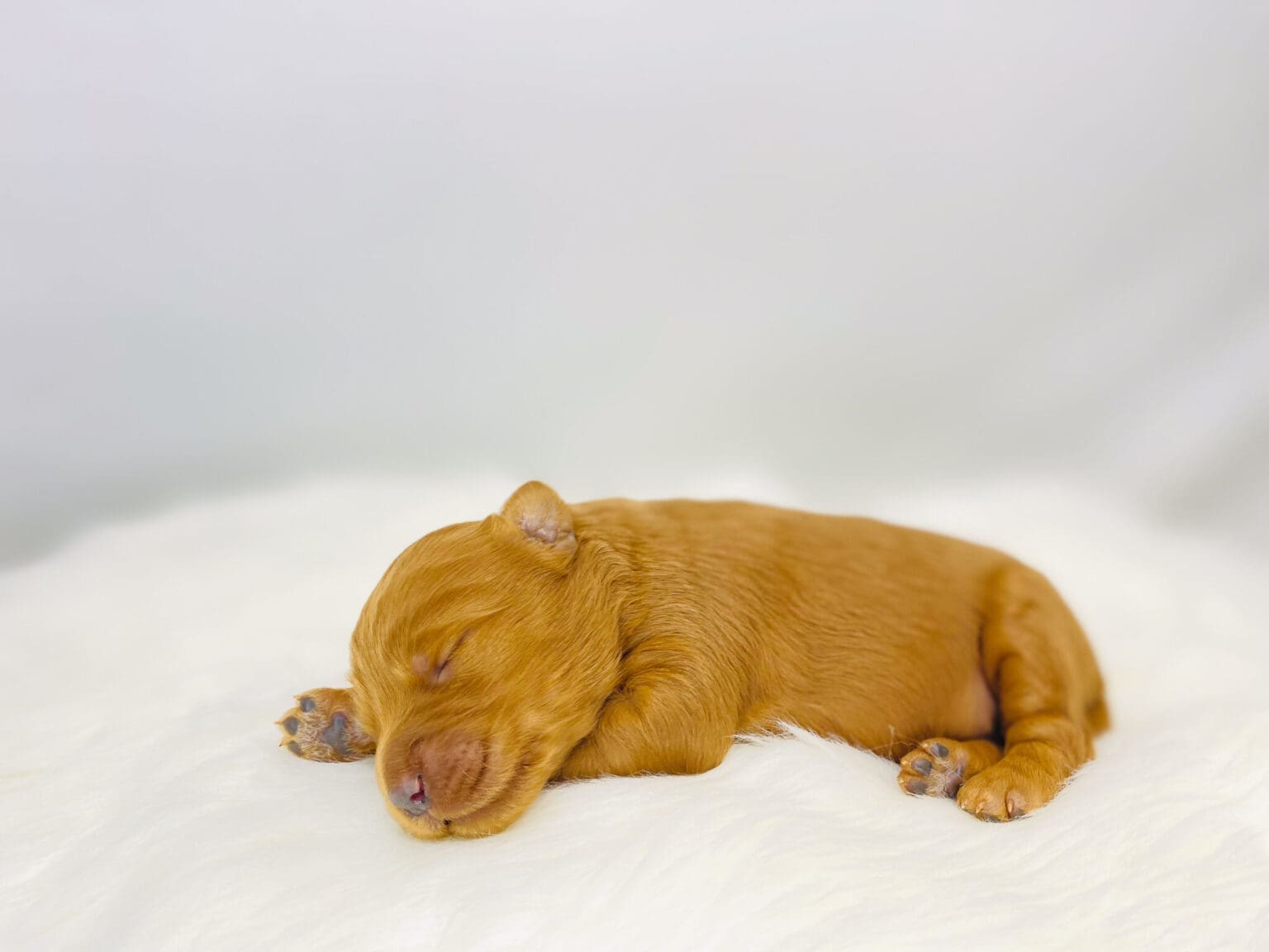 I am just a tiny baby and would love to join your family soon! Of course, you can’t see how cute and curly I will be when I get older, so the Dog Club will send updated photos when I am about 6 to 7 weeks old, if you choose to adopt me. Infant puppy deposits are refundable or transferrable.