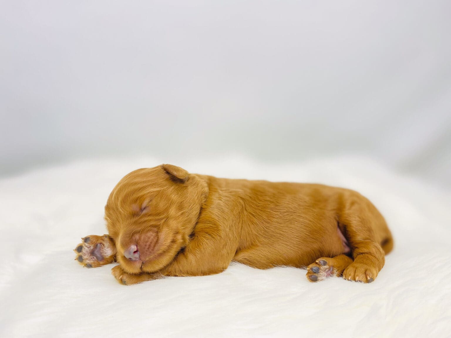 I am just a tiny baby and would love to join your family soon! Of course, you can’t see how cute and curly I will be when I get older, so the Dog Club will send updated photos when I am about 6 to 7 weeks old, if you choose to adopt me. Infant puppy deposits are refundable or transferrable.