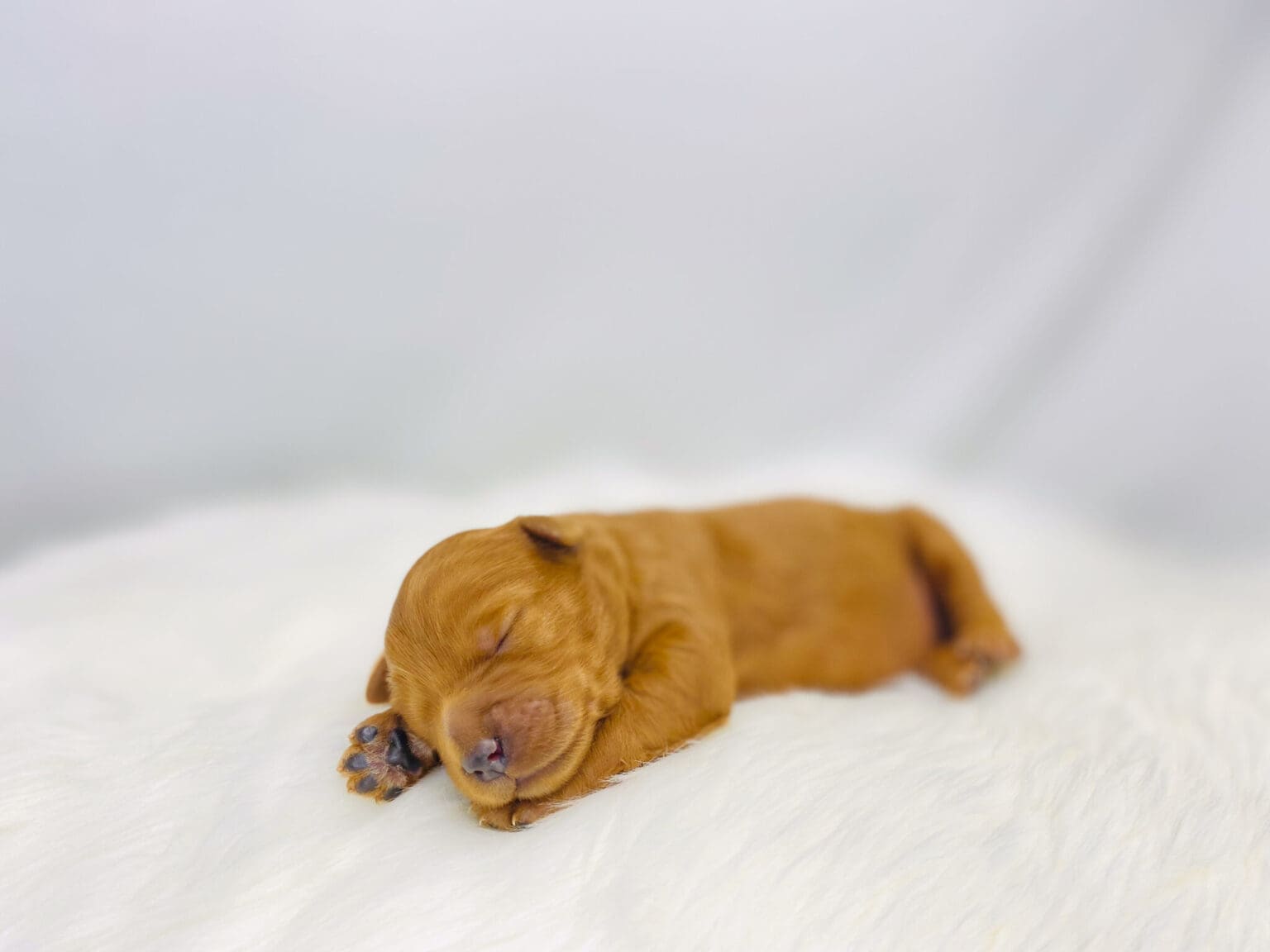 I am just a tiny baby and would love to join your family soon! Of course, you can’t see how cute and curly I will be when I get older, so the Dog Club will send updated photos when I am about 6 to 7 weeks old, if you choose to adopt me. Infant puppy deposits are refundable or transferrable.