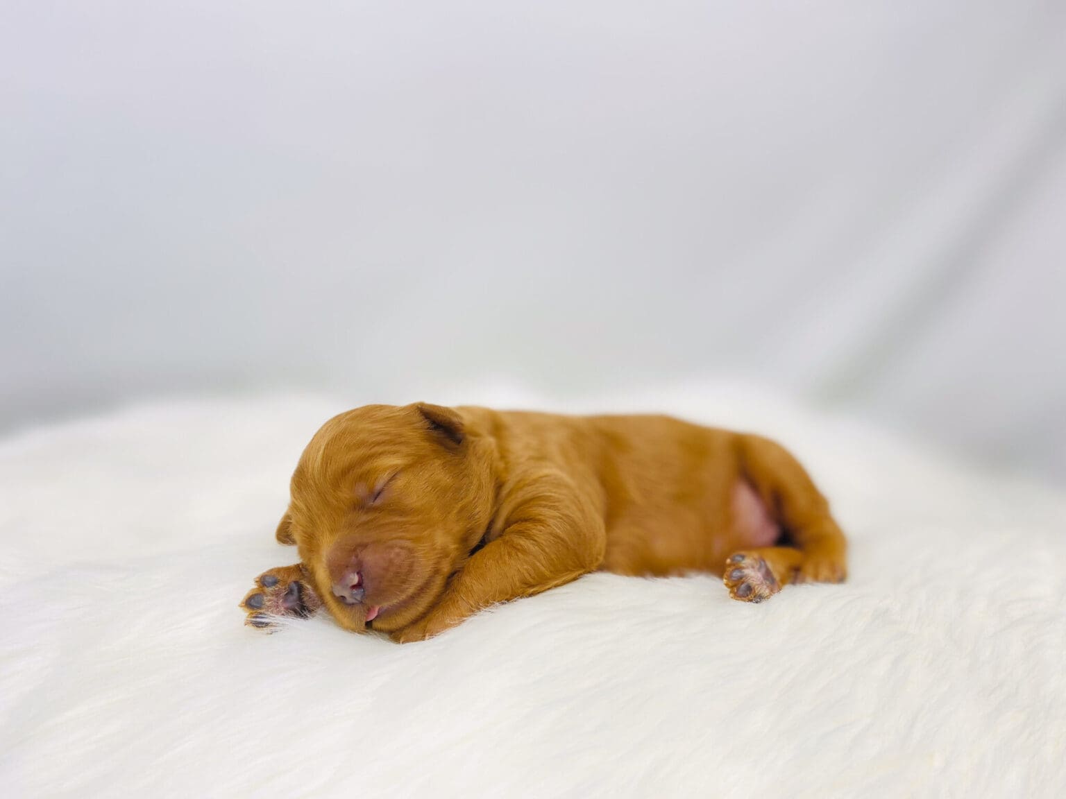 I am just a tiny baby and would love to join your family soon! Of course, you can’t see how cute and curly I will be when I get older, so the Dog Club will send updated photos when I am about 6 to 7 weeks old, if you choose to adopt me. Infant puppy deposits are refundable or transferrable.