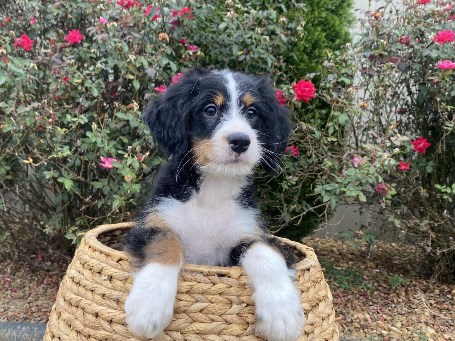 I am just a tiny baby and would love to join your family soon! Of course, you can’t see how cute and curly I will be when I get older, so the Dog Club will send updated photos when I am about 6 to 7 weeks old, if you choose to adopt me. Infant puppy deposits are refundable or transferrable.