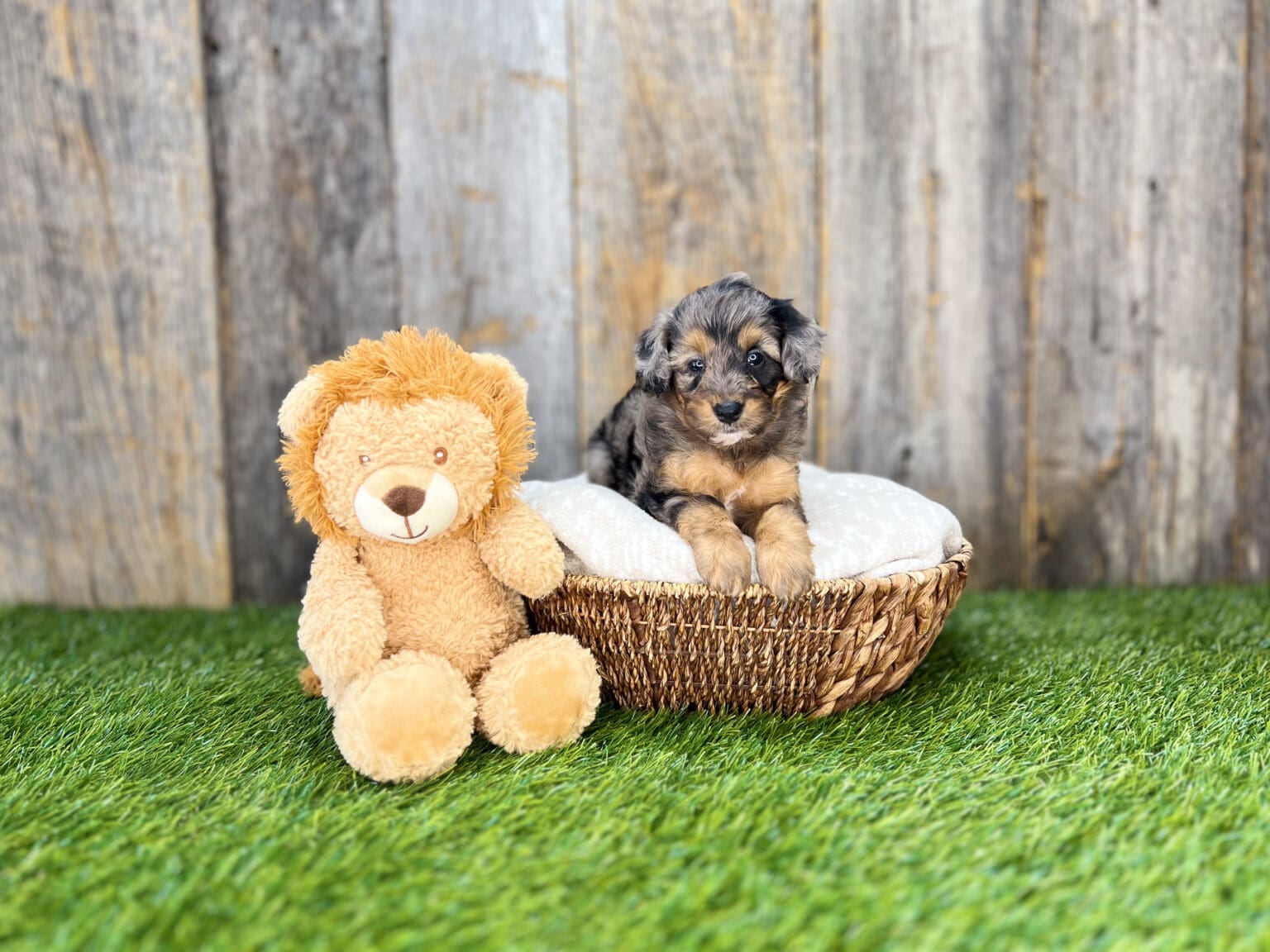 I am just a tiny baby and would love to join your family soon! Of course, you can’t see how cute and curly I will be when I get older, so the Dog Club will send updated photos when I am about 6 to 7 weeks old, if you choose to adopt me. Infant puppy deposits are refundable or transferrable.