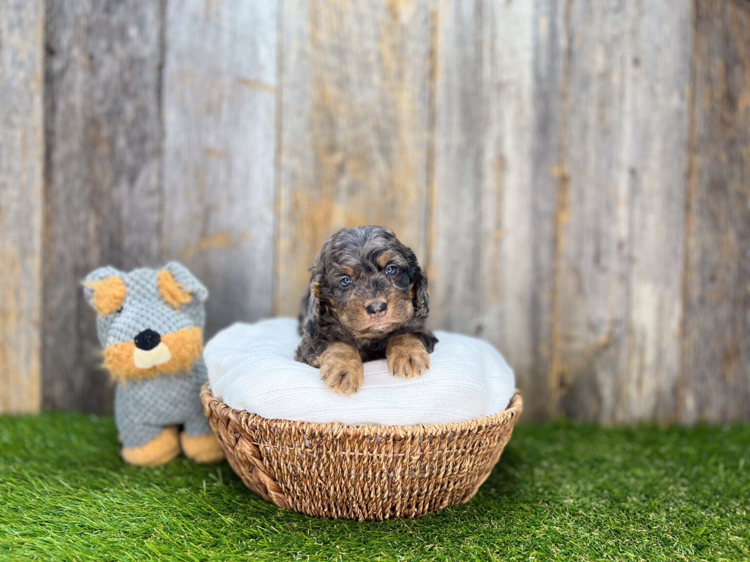 I am just a tiny baby and would love to join your family soon! Of course, you can’t see how cute and curly I will be when I get older, so the Dog Club will send updated photos when I am about 6 to 7 weeks old, if you choose to adopt me. Infant puppy deposits are refundable or transferrable.