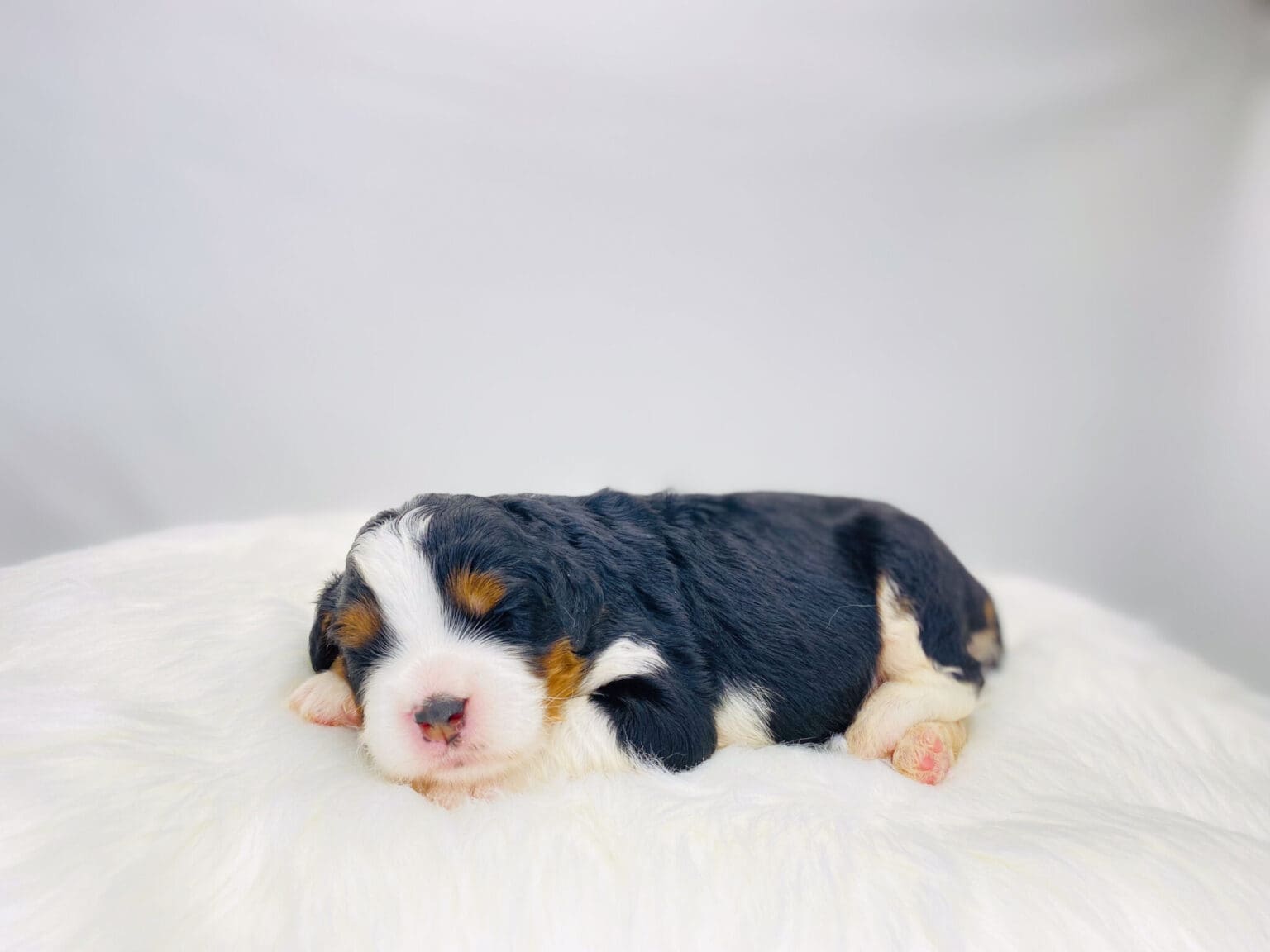I am just a tiny baby and would love to join your family soon! Of course, you can’t see how cute and curly I will be when I get older, so the Dog Club will send updated photos when I am about 6 to 7 weeks old, if you choose to adopt me. Infant puppy deposits are refundable or transferrable.