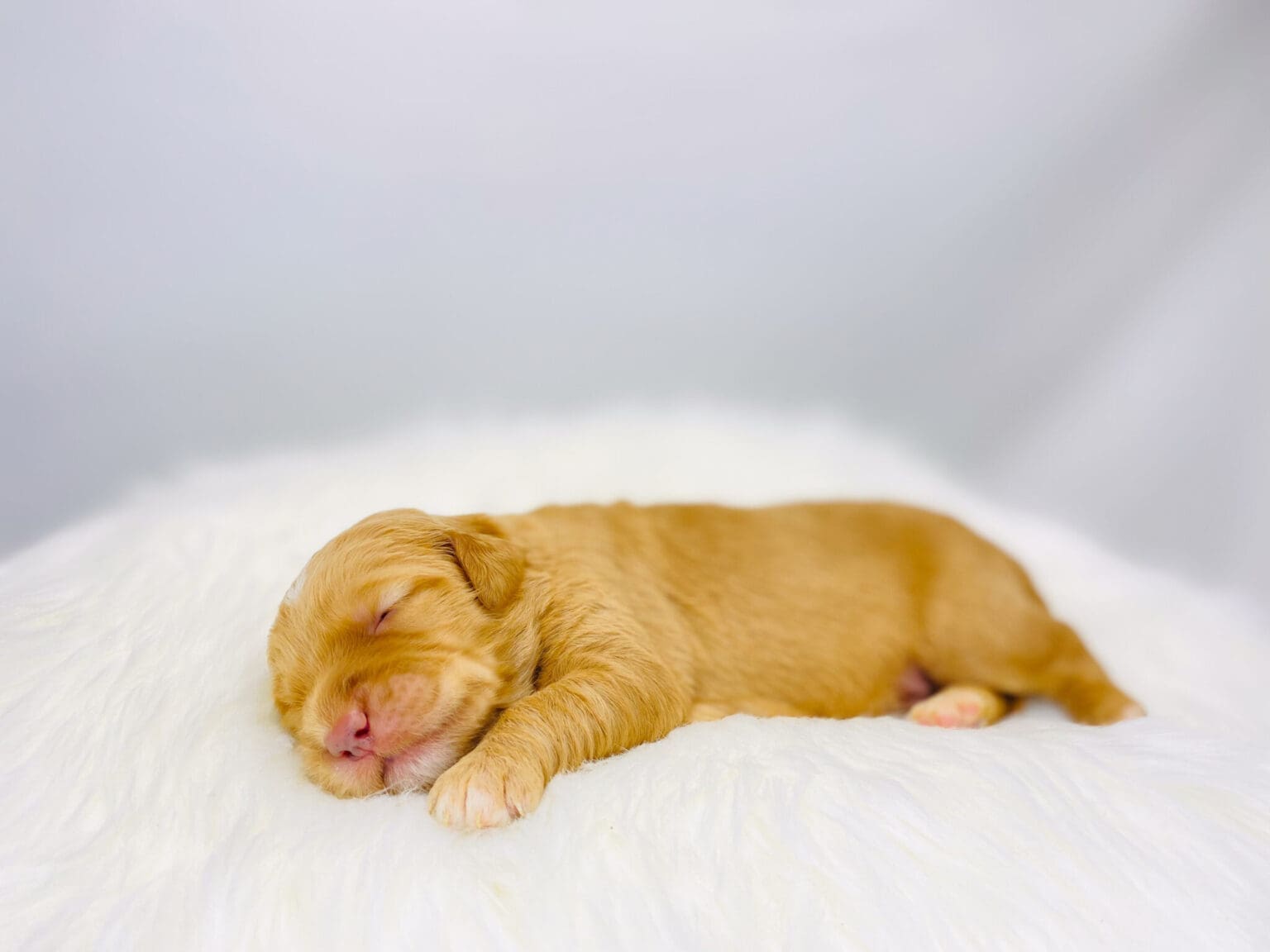 I am just a tiny baby and would love to join your family soon! Of course, you can’t see how cute and curly I will be when I get older, so the Dog Club will send updated photos when I am about 6 to 7 weeks old, if you choose to adopt me. Infant puppy deposits are refundable or transferrable.