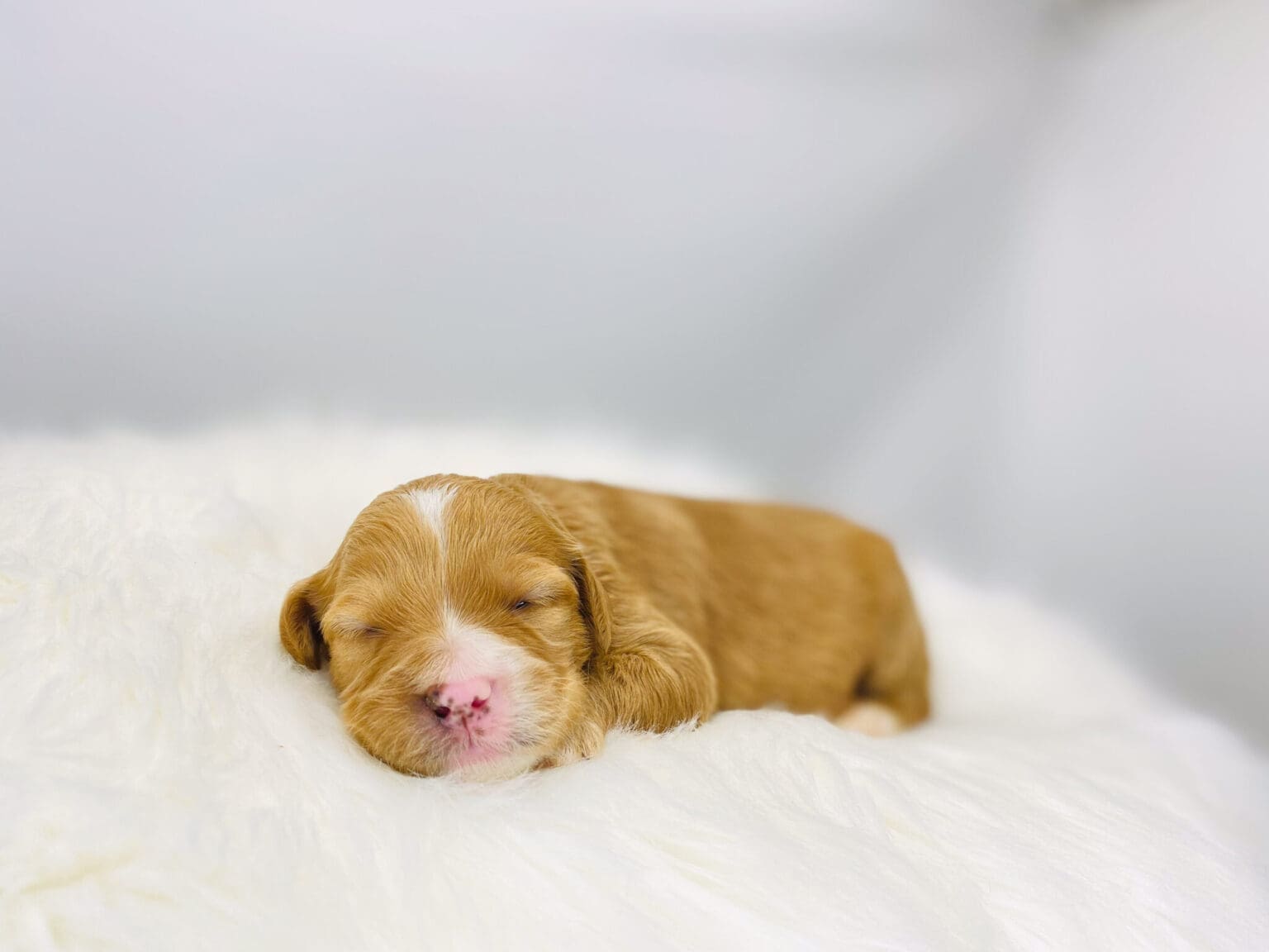 I am just a tiny baby and would love to join your family soon! Of course, you can’t see how cute and curly I will be when I get older, so the Dog Club will send updated photos when I am about 6 to 7 weeks old, if you choose to adopt me. Infant puppy deposits are refundable or transferrable.