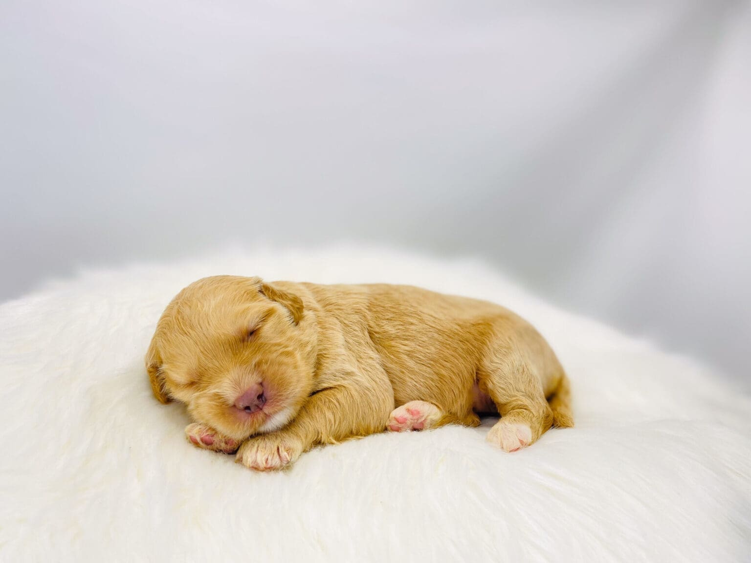 I am just a tiny baby and would love to join your family soon! Of course, you can’t see how cute and curly I will be when I get older, so the Dog Club will send updated photos when I am about 6 to 7 weeks old, if you choose to adopt me. Infant puppy deposits are refundable or transferrable.