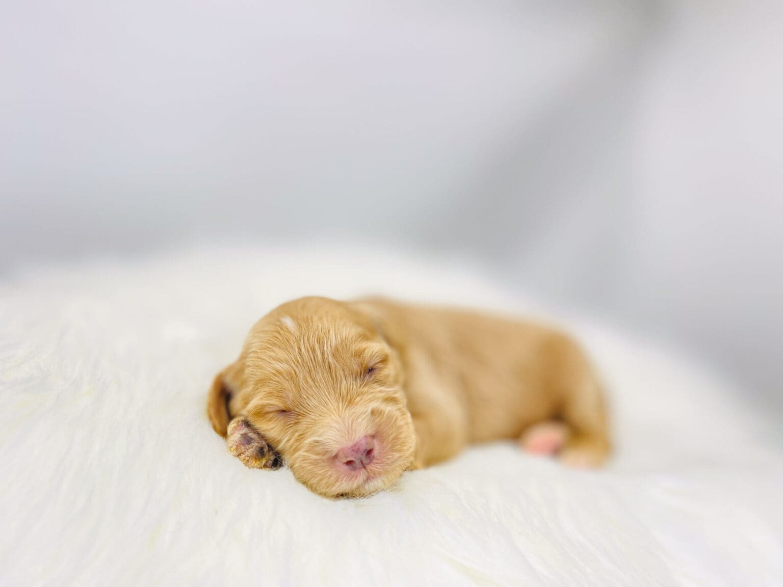 I am just a tiny baby and would love to join your family soon! Of course, you can’t see how cute and curly I will be when I get older, so the Dog Club will send updated photos when I am about 6 to 7 weeks old, if you choose to adopt me. Infant puppy deposits are refundable or transferrable.