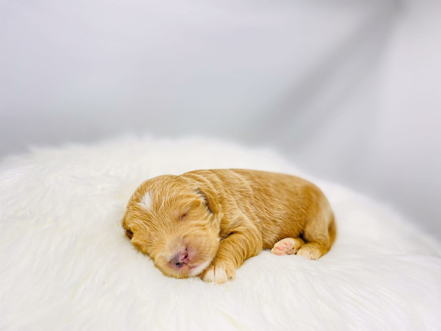 I am just a tiny baby and would love to join your family soon! Of course, you can’t see how cute and curly I will be when I get older, so the Dog Club will send updated photos when I am about 6 to 7 weeks old, if you choose to adopt me. Infant puppy deposits are refundable or transferrable.