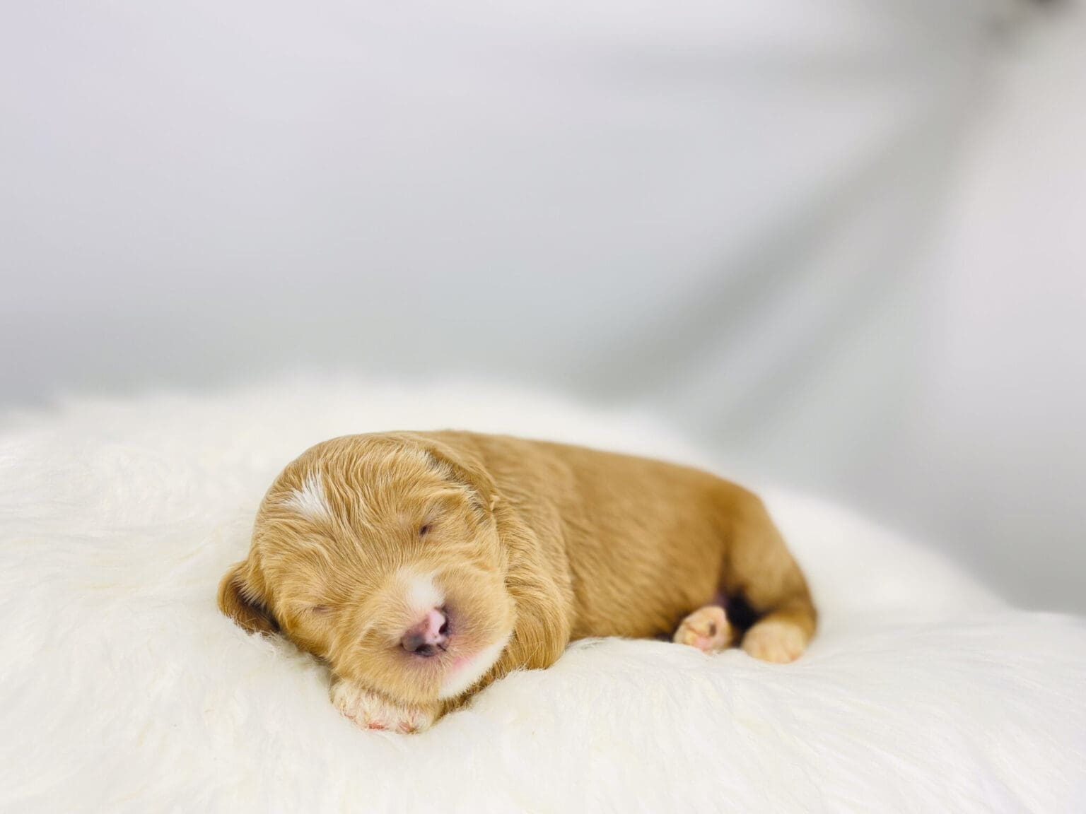 I am just a tiny baby and would love to join your family soon! Of course, you can’t see how cute and curly I will be when I get older, so the Dog Club will send updated photos when I am about 6 to 7 weeks old, if you choose to adopt me. Infant puppy deposits are refundable or transferrable.