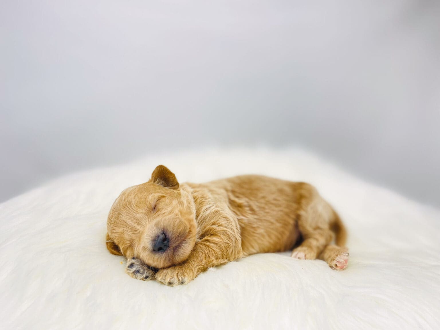 I am just a tiny baby and would love to join your family soon! Of course, you can’t see how cute and curly I will be when I get older, so the Dog Club will send updated photos when I am about 6 to 7 weeks old, if you choose to adopt me. Infant puppy deposits are refundable or transferrable.