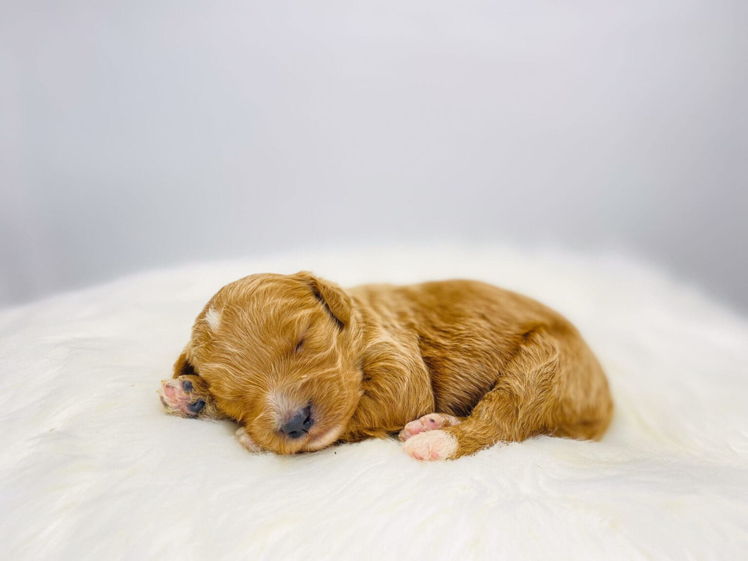 I am just a tiny baby and would love to join your family soon! Of course, you can’t see how cute and curly I will be when I get older, so the Dog Club will send updated photos when I am about 6 to 7 weeks old, if you choose to adopt me. Infant puppy deposits are refundable or transferrable.