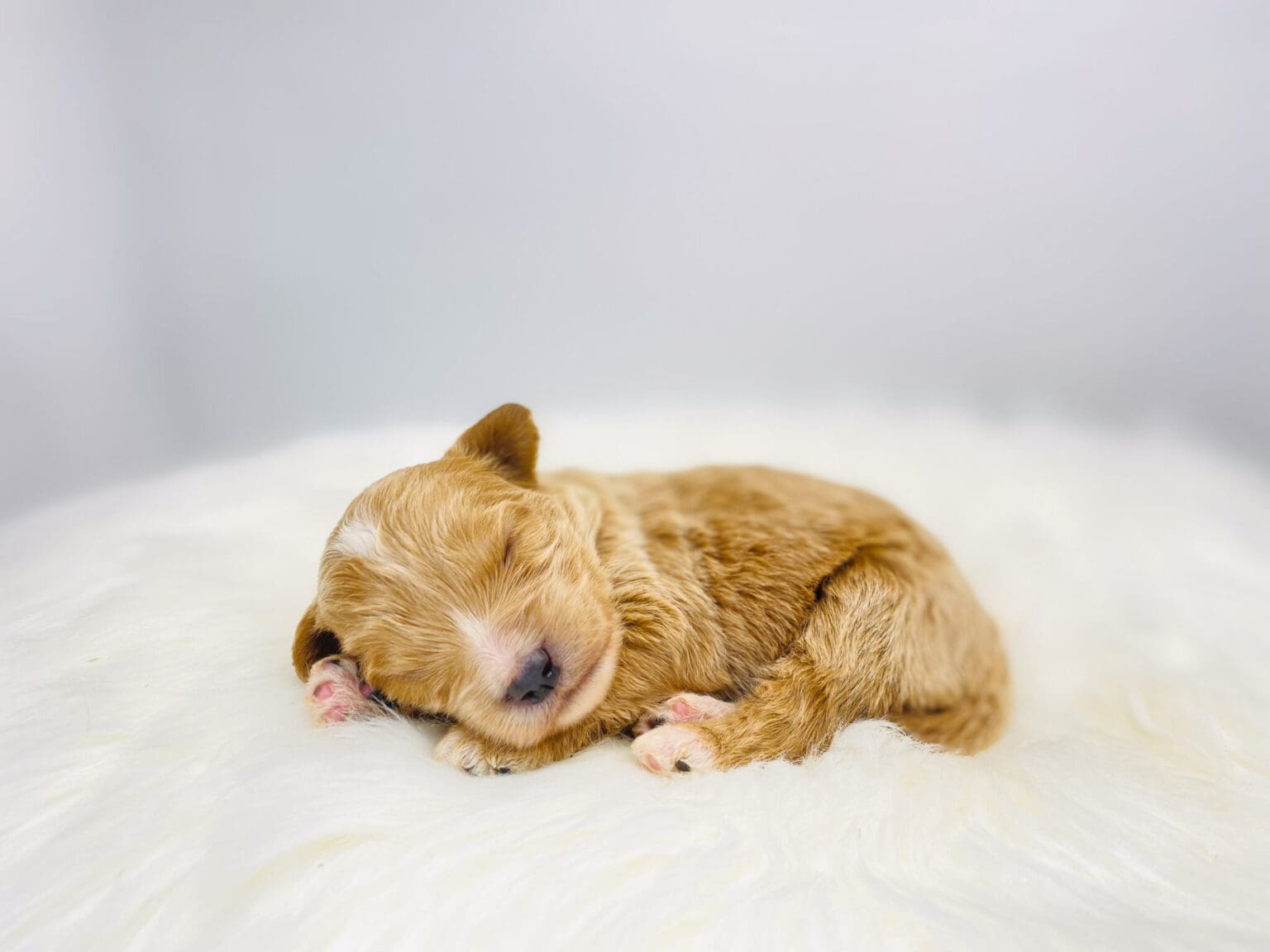 I am just a tiny baby and would love to join your family soon! Of course, you can’t see how cute and curly I will be when I get older, so the Dog Club will send updated photos when I am about 6 to 7 weeks old, if you choose to adopt me. Infant puppy deposits are refundable or transferrable.