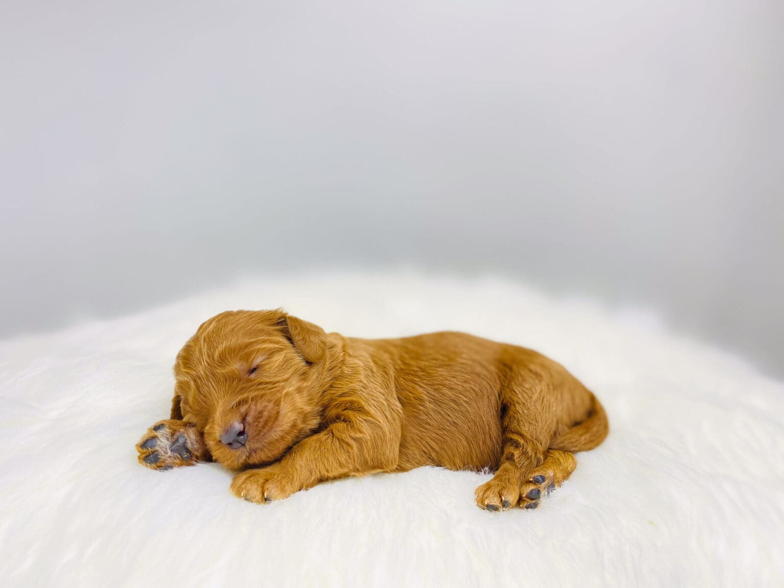 I am just a tiny baby and would love to join your family soon! Of course, you can’t see how cute and curly I will be when I get older, so the Dog Club will send updated photos when I am about 6 to 7 weeks old, if you choose to adopt me. Infant puppy deposits are refundable or transferrable.
