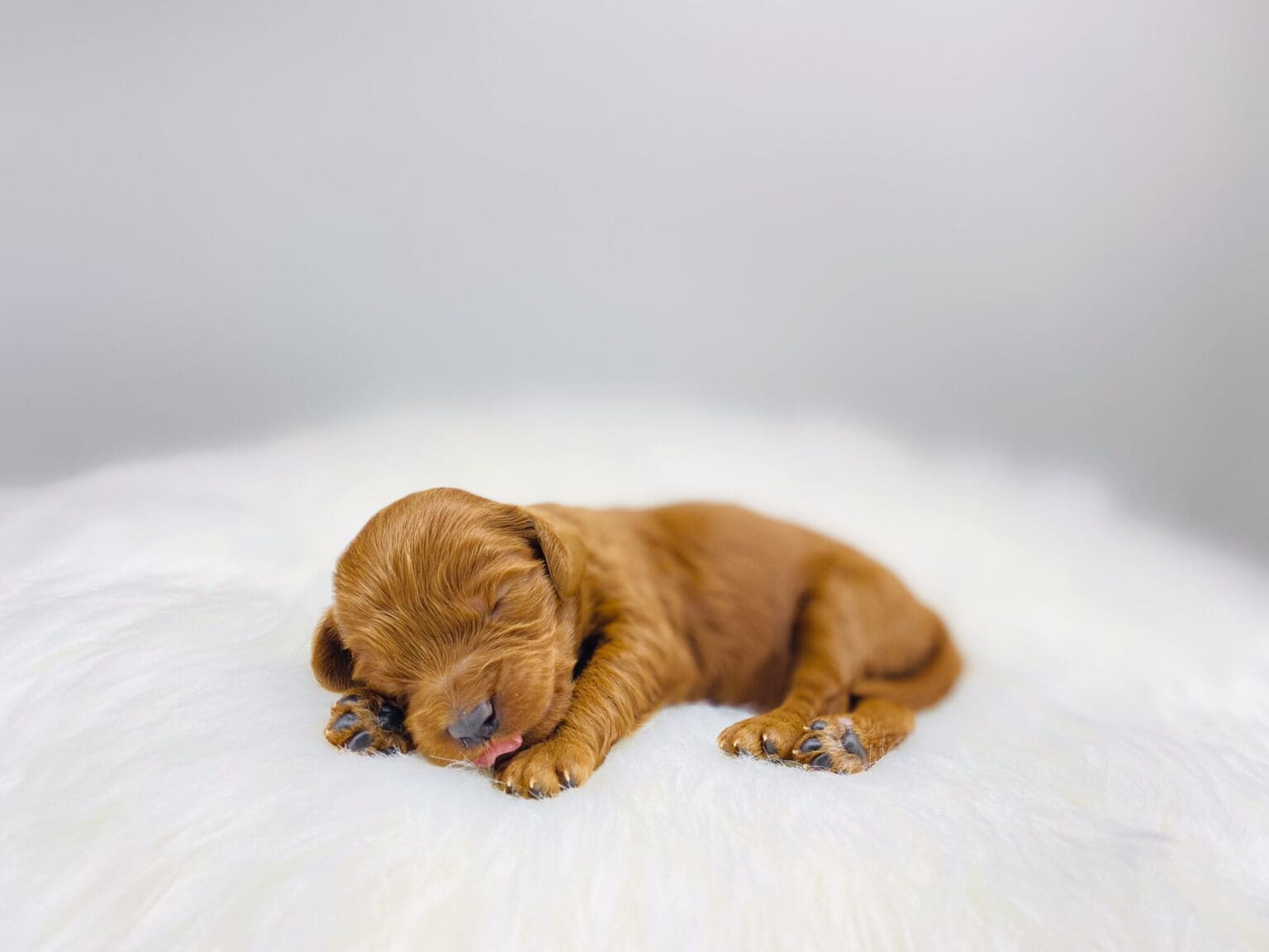 I am just a tiny baby and would love to join your family soon! Of course, you can’t see how cute and curly I will be when I get older, so the Dog Club will send updated photos when I am about 6 to 7 weeks old, if you choose to adopt me. Infant puppy deposits are refundable or transferrable.