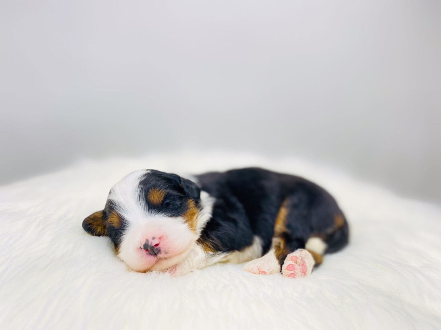 I am just a tiny baby and would love to join your family soon! Of course, you can’t see how cute and curly I will be when I get older, so the Dog Club will send updated photos when I am about 6 to 7 weeks old, if you choose to adopt me. Infant puppy deposits are refundable or transferrable.