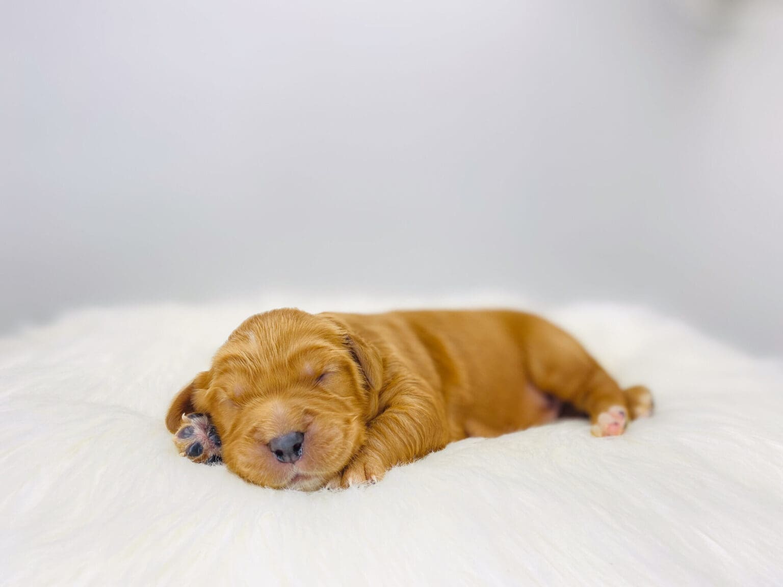 I am just a tiny baby and would love to join your family soon! Of course, you can’t see how cute and curly I will be when I get older, so the Dog Club will send updated photos when I am about 6 to 7 weeks old, if you choose to adopt me. Infant puppy deposits are refundable or transferrable.