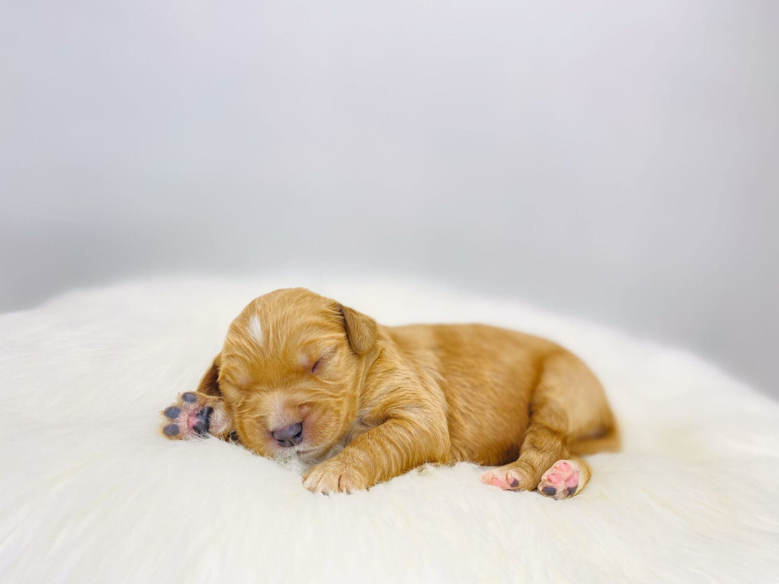 I am just a tiny baby and would love to join your family soon! Of course, you can’t see how cute and curly I will be when I get older, so the Dog Club will send updated photos when I am about 6 to 7 weeks old, if you choose to adopt me. Infant puppy deposits are refundable or transferrable.