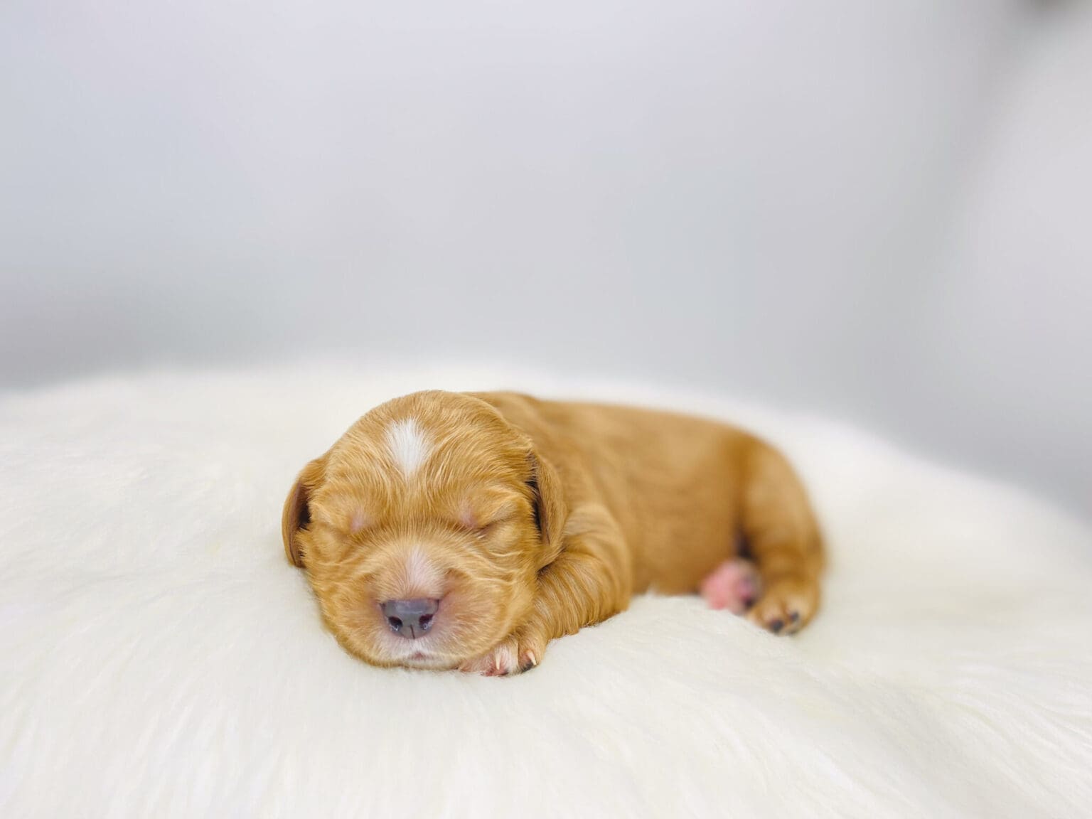 I am just a tiny baby and would love to join your family soon! Of course, you can’t see how cute and curly I will be when I get older, so the Dog Club will send updated photos when I am about 6 to 7 weeks old, if you choose to adopt me. Infant puppy deposits are refundable or transferrable.