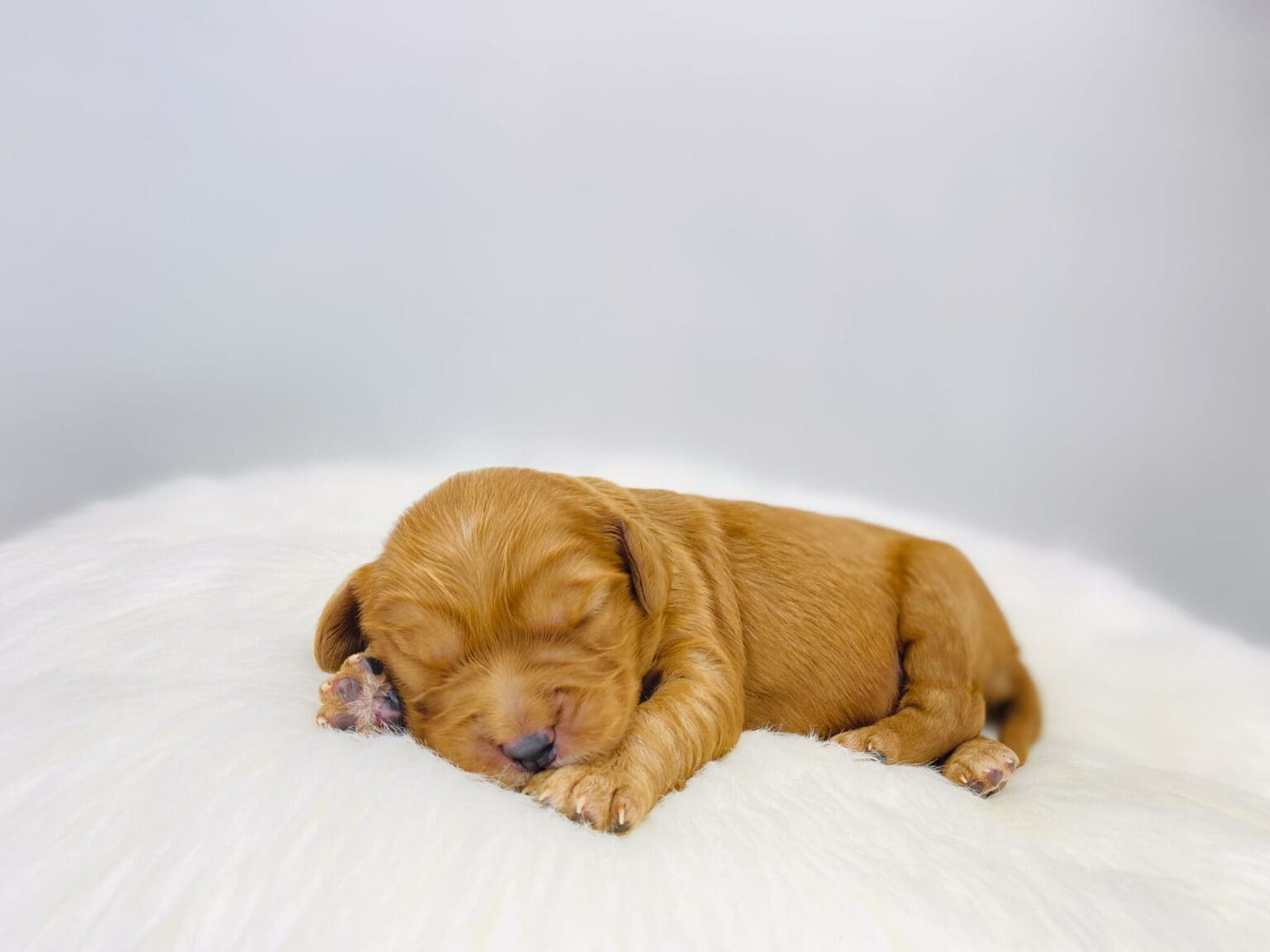 I am just a tiny baby and would love to join your family soon! Of course, you can’t see how cute and curly I will be when I get older, so the Dog Club will send updated photos when I am about 6 to 7 weeks old, if you choose to adopt me. Infant puppy deposits are refundable or transferrable.