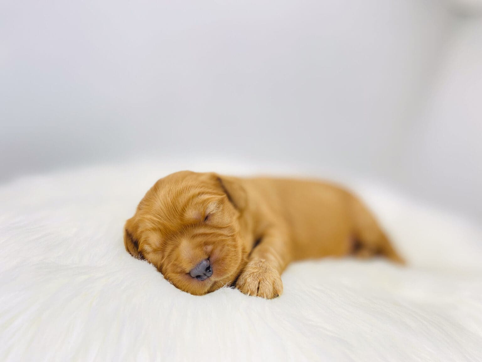 I am just a tiny baby and would love to join your family soon! Of course, you can’t see how cute and curly I will be when I get older, so the Dog Club will send updated photos when I am about 6 to 7 weeks old, if you choose to adopt me. Infant puppy deposits are refundable or transferrable.