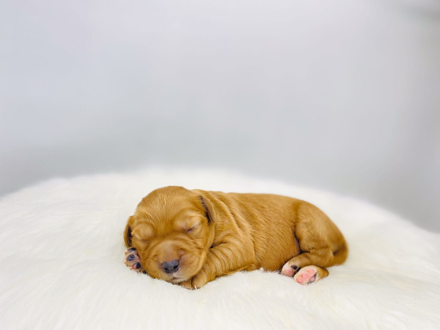 I am just a tiny baby and would love to join your family soon! Of course, you can’t see how cute and curly I will be when I get older, so the Dog Club will send updated photos when I am about 6 to 7 weeks old, if you choose to adopt me. Infant puppy deposits are refundable or transferrable.