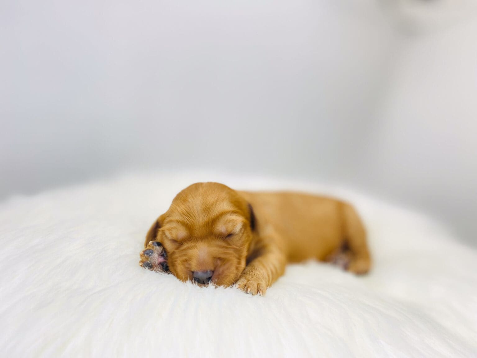 I am just a tiny baby and would love to join your family soon! Of course, you can’t see how cute and curly I will be when I get older, so the Dog Club will send updated photos when I am about 6 to 7 weeks old, if you choose to adopt me. Infant puppy deposits are refundable or transferrable.