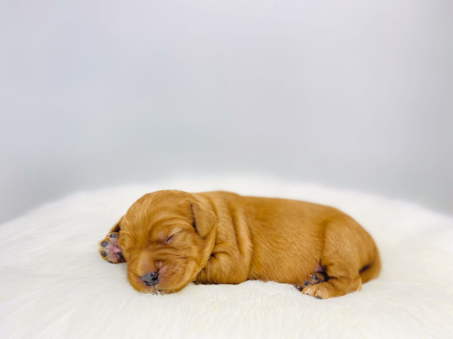 I am just a tiny baby and would love to join your family soon! Of course, you can’t see how cute and curly I will be when I get older, so the Dog Club will send updated photos when I am about 6 to 7 weeks old, if you choose to adopt me. Infant puppy deposits are refundable or transferrable.