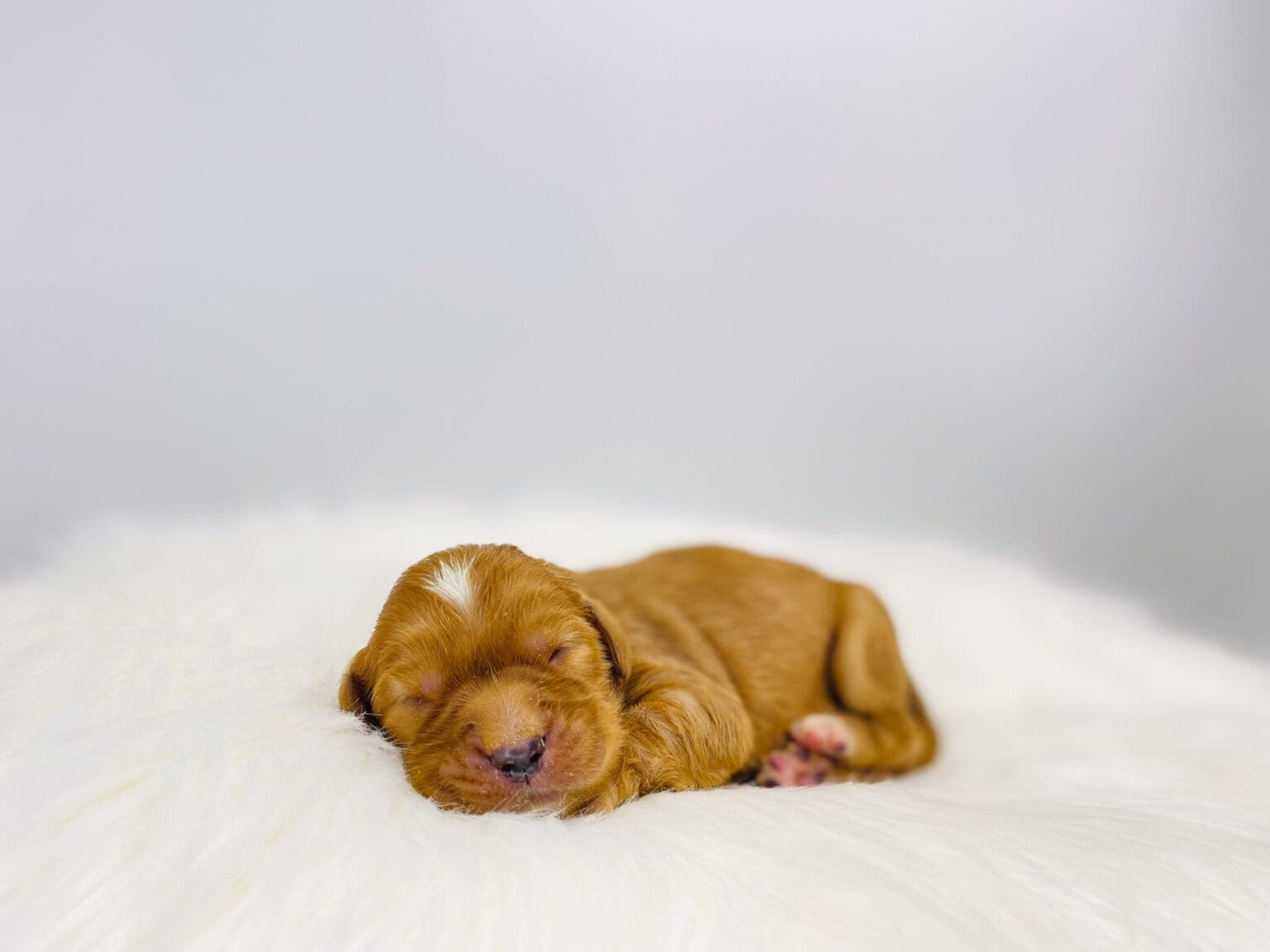 I am just a tiny baby and would love to join your family soon! Of course, you can’t see how cute and curly I will be when I get older, so the Dog Club will send updated photos when I am about 6 to 7 weeks old, if you choose to adopt me. Infant puppy deposits are refundable or transferrable.
