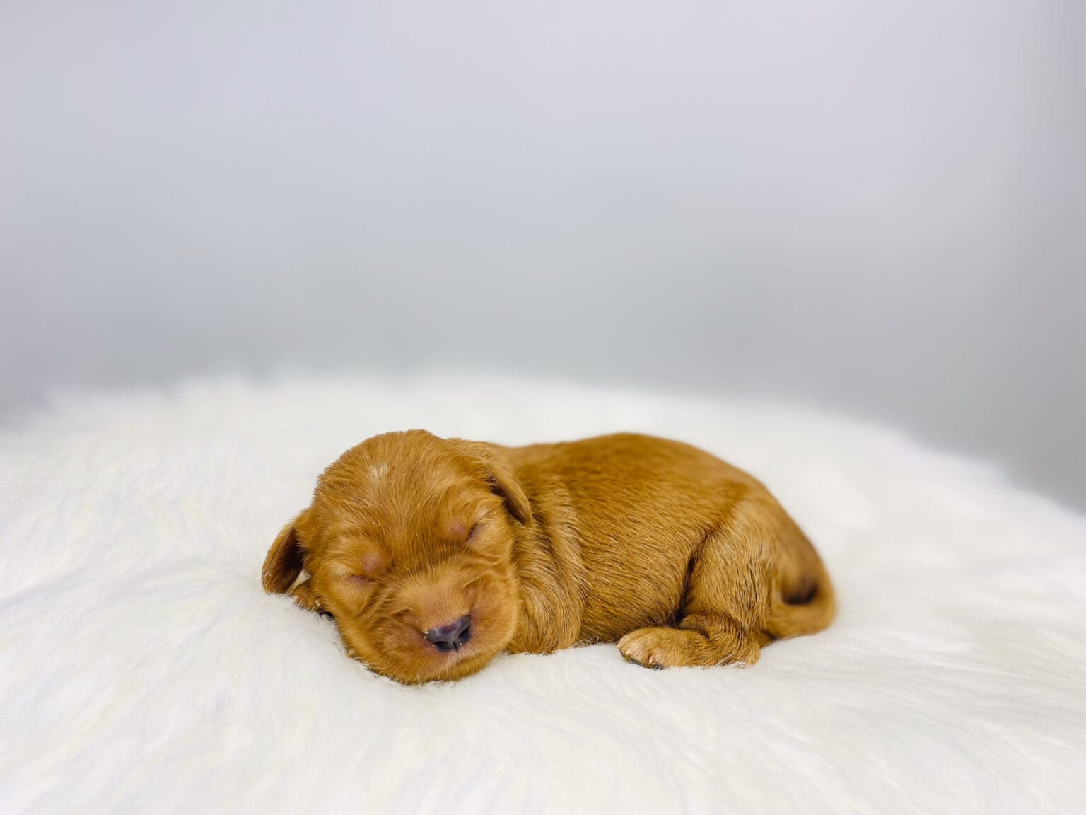 I am just a tiny baby and would love to join your family soon! Of course, you can’t see how cute and curly I will be when I get older, so the Dog Club will send updated photos when I am about 6 to 7 weeks old, if you choose to adopt me. Infant puppy deposits are refundable or transferrable.