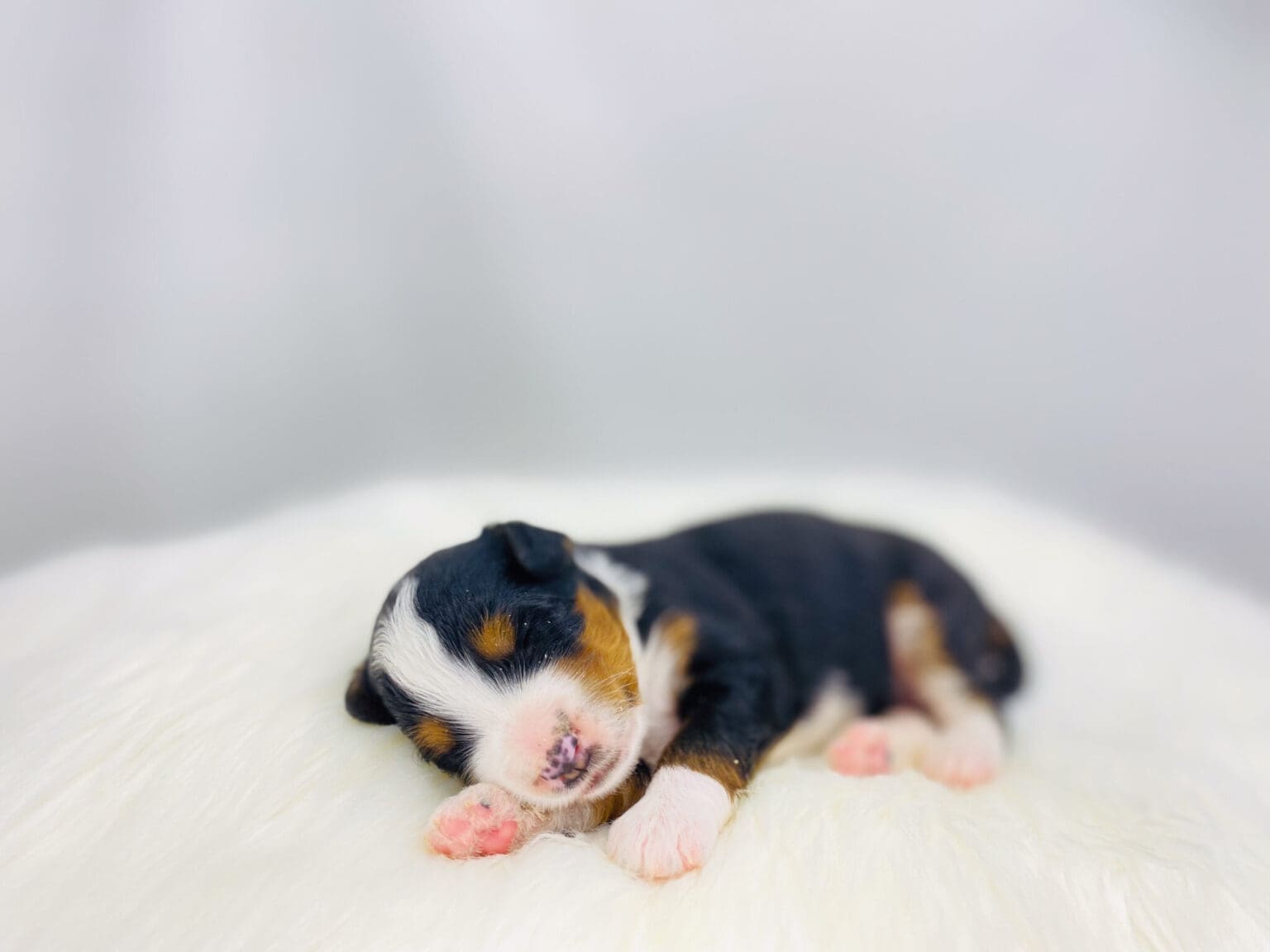 I am just a tiny baby and would love to join your family soon! Of course, you can’t see how cute and curly I will be when I get older, so the Dog Club will send updated photos when I am about 6 to 7 weeks old, if you choose to adopt me. Infant puppy deposits are refundable or transferrable.