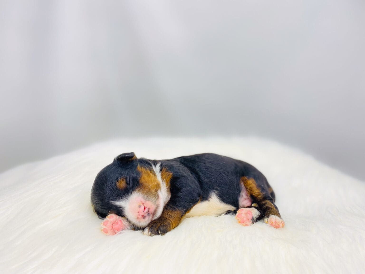I am just a tiny baby and would love to join your family soon! Of course, you can’t see how cute and curly I will be when I get older, so the Dog Club will send updated photos when I am about 6 to 7 weeks old, if you choose to adopt me. Infant puppy deposits are refundable or transferrable.