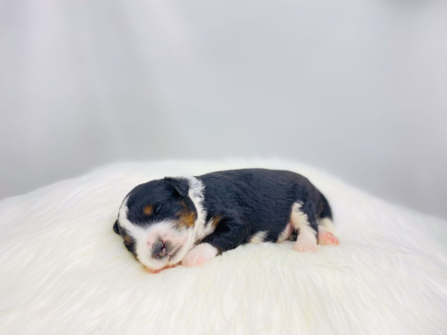 I am just a tiny baby and would love to join your family soon! Of course, you can’t see how cute and curly I will be when I get older, so the Dog Club will send updated photos when I am about 6 to 7 weeks old, if you choose to adopt me. Infant puppy deposits are refundable or transferrable.
