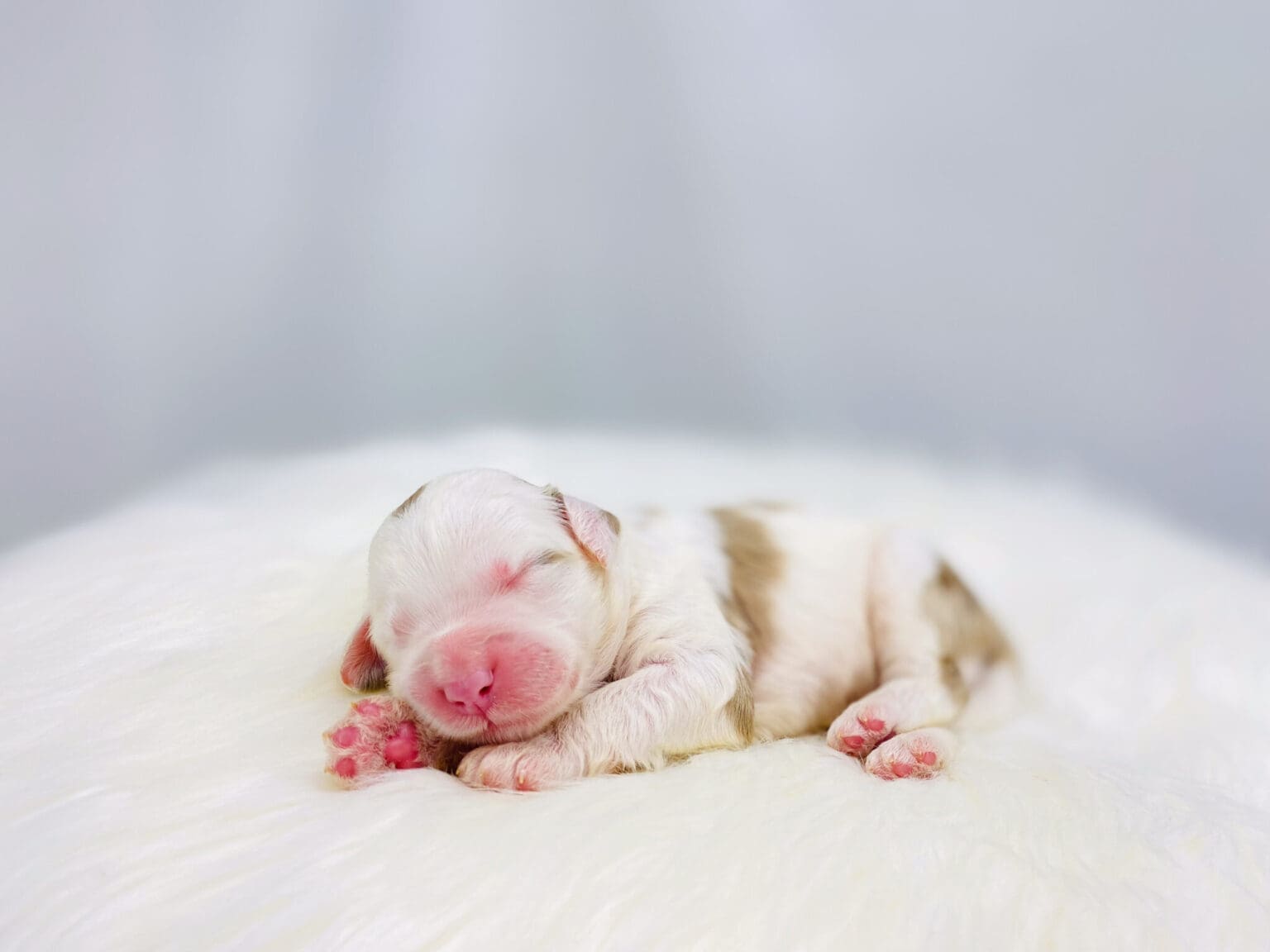 I am just a tiny baby and would love to join your family soon! Of course, you can’t see how cute and curly I will be when I get older, so the Dog Club will send updated photos when I am about 6 to 7 weeks old, if you choose to adopt me. Infant puppy deposits are refundable or transferrable.