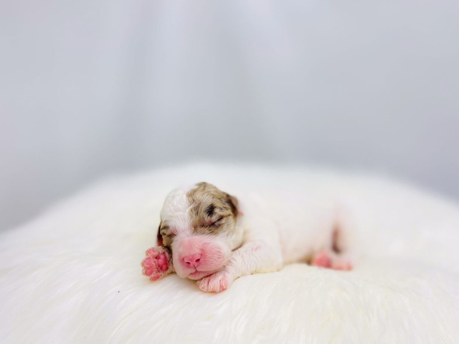 I am just a tiny baby and would love to join your family soon! Of course, you can’t see how cute and curly I will be when I get older, so the Dog Club will send updated photos when I am about 6 to 7 weeks old, if you choose to adopt me. Infant puppy deposits are refundable or transferrable.