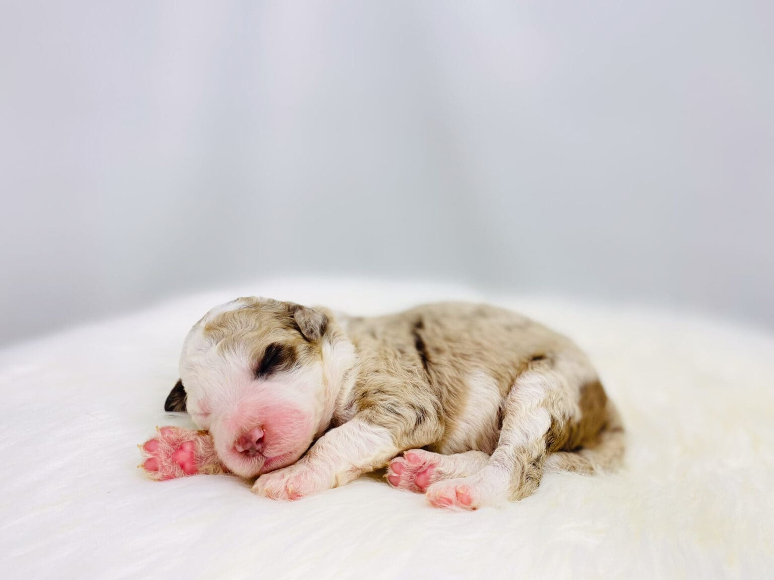 I am just a tiny baby and would love to join your family soon! Of course, you can’t see how cute and curly I will be when I get older, so the Dog Club will send updated photos when I am about 6 to 7 weeks old, if you choose to adopt me. Infant puppy deposits are refundable or transferrable.