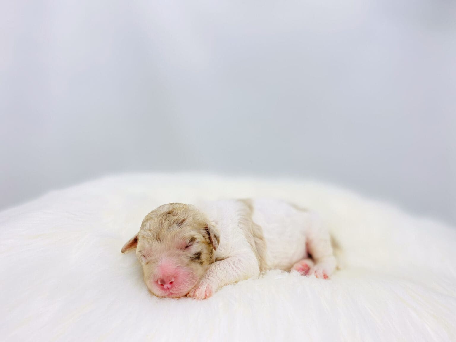 I am just a tiny baby and would love to join your family soon! Of course, you can’t see how cute and curly I will be when I get older, so the Dog Club will send updated photos when I am about 6 to 7 weeks old, if you choose to adopt me. Infant puppy deposits are refundable or transferrable.