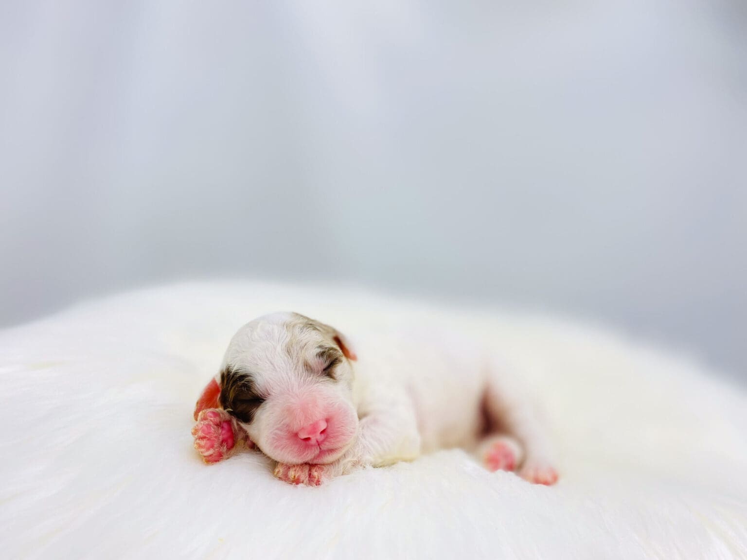I am just a tiny baby and would love to join your family soon! Of course, you can’t see how cute and curly I will be when I get older, so the Dog Club will send updated photos when I am about 6 to 7 weeks old, if you choose to adopt me. Infant puppy deposits are refundable or transferrable.