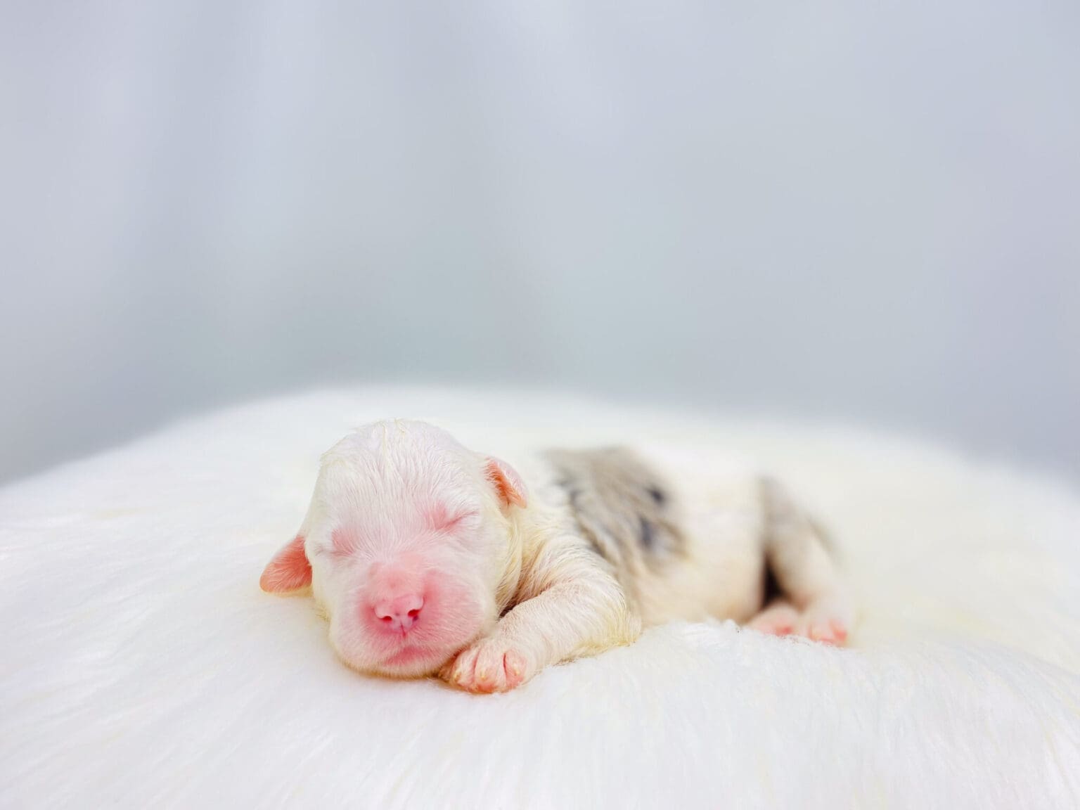 I am just a tiny baby and would love to join your family soon! Of course, you can’t see how cute and curly I will be when I get older, so the Dog Club will send updated photos when I am about 6 to 7 weeks old, if you choose to adopt me. Infant puppy deposits are refundable or transferrable.