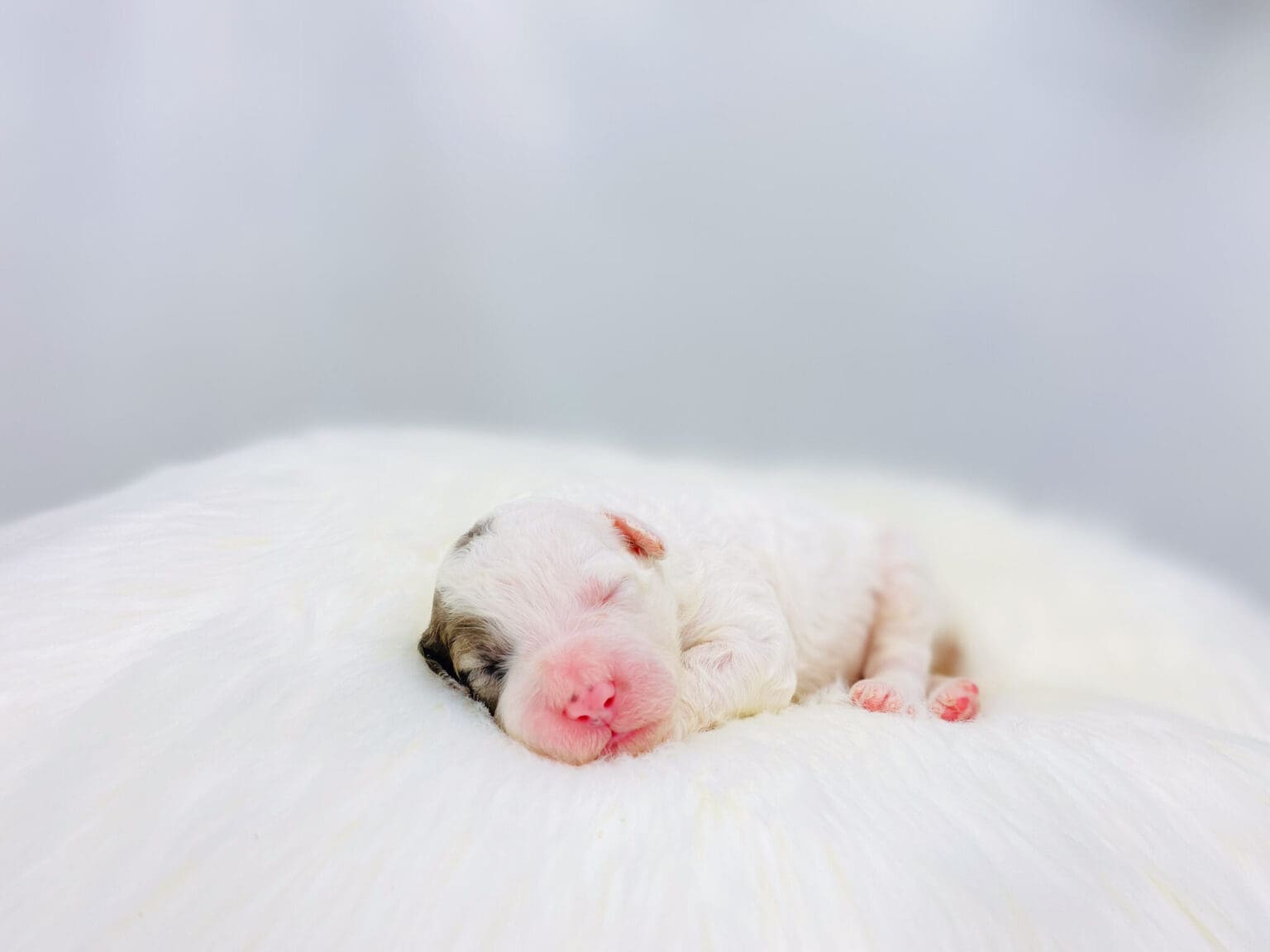 I am just a tiny baby and would love to join your family soon! Of course, you can’t see how cute and curly I will be when I get older, so the Dog Club will send updated photos when I am about 6 to 7 weeks old, if you choose to adopt me. Infant puppy deposits are refundable or transferrable.