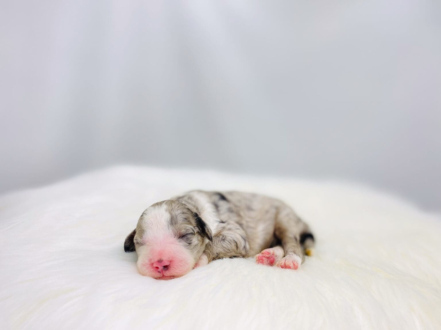 I am just a tiny baby and would love to join your family soon! Of course, you can’t see how cute and curly I will be when I get older, so the Dog Club will send updated photos when I am about 6 to 7 weeks old, if you choose to adopt me. Infant puppy deposits are refundable or transferrable.