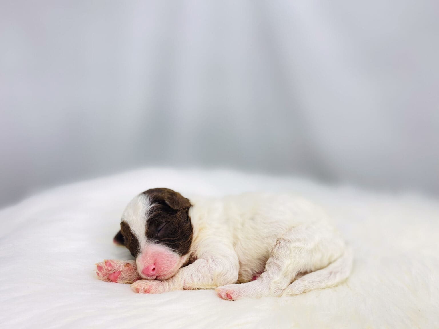 I am just a tiny baby and would love to join your family soon! Of course, you can’t see how cute and curly I will be when I get older, so the Dog Club will send updated photos when I am about 6 to 7 weeks old, if you choose to adopt me. Infant puppy deposits are refundable or transferrable.