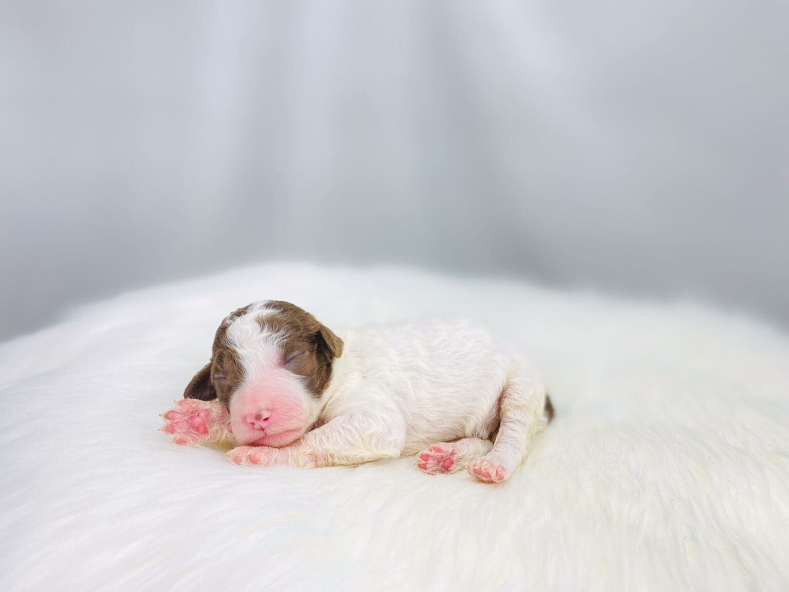 I am just a tiny baby and would love to join your family soon! Of course, you can’t see how cute and curly I will be when I get older, so the Dog Club will send updated photos when I am about 6 to 7 weeks old, if you choose to adopt me. Infant puppy deposits are refundable or transferrable.