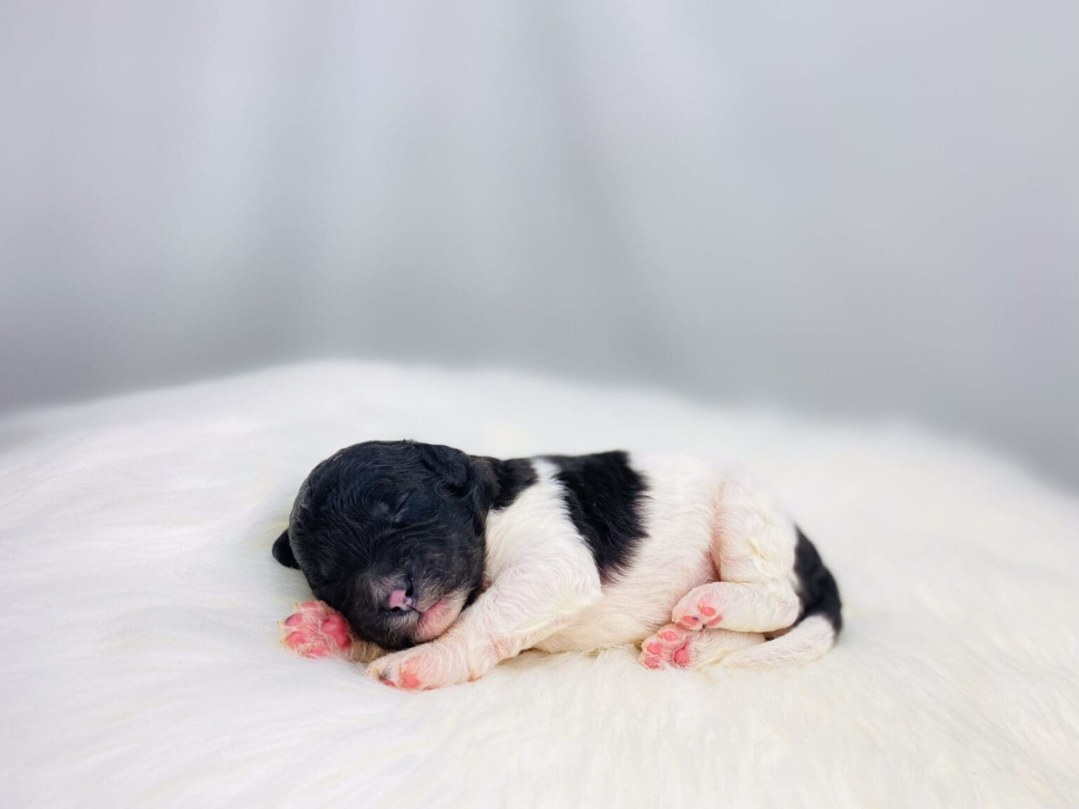 I am just a tiny baby and would love to join your family soon! Of course, you can’t see how cute and curly I will be when I get older, so the Dog Club will send updated photos when I am about 6 to 7 weeks old, if you choose to adopt me. Infant puppy deposits are refundable or transferrable.