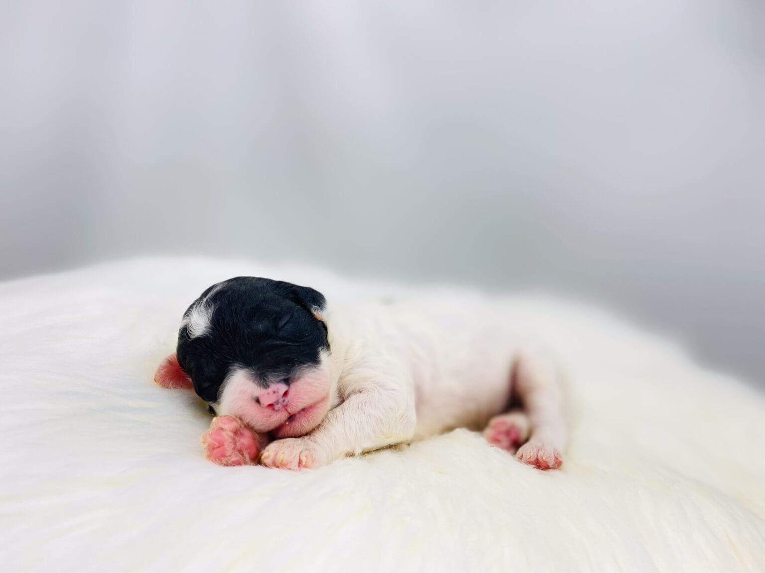 I am just a tiny baby and would love to join your family soon! Of course, you can’t see how cute and curly I will be when I get older, so the Dog Club will send updated photos when I am about 6 to 7 weeks old, if you choose to adopt me. Infant puppy deposits are refundable or transferrable.
