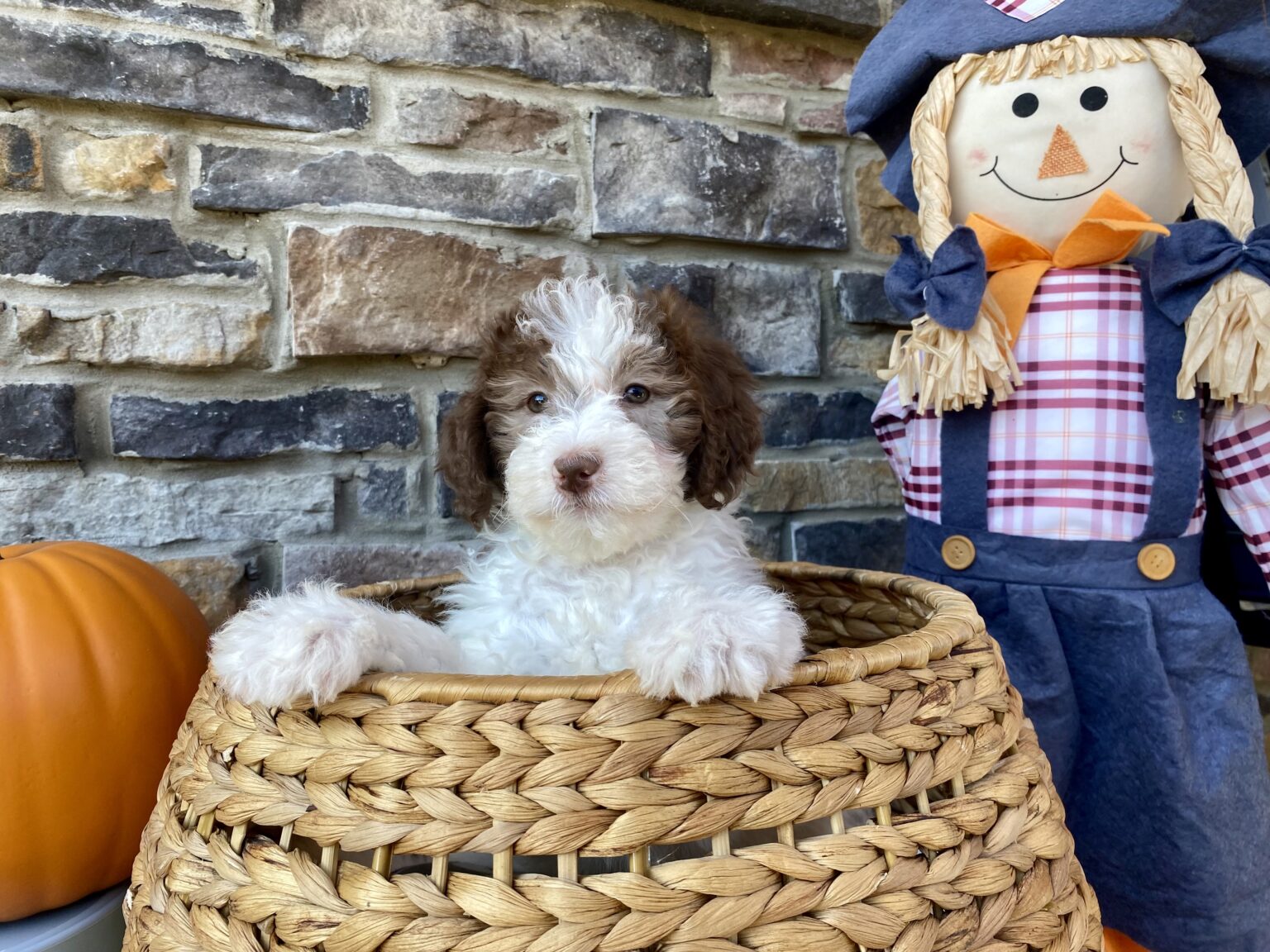 I am just a tiny baby and would love to join your family soon! Of course, you can’t see how cute and curly I will be when I get older, so the Dog Club will send updated photos when I am about 6 to 7 weeks old, if you choose to adopt me. Infant puppy deposits are refundable or transferrable.